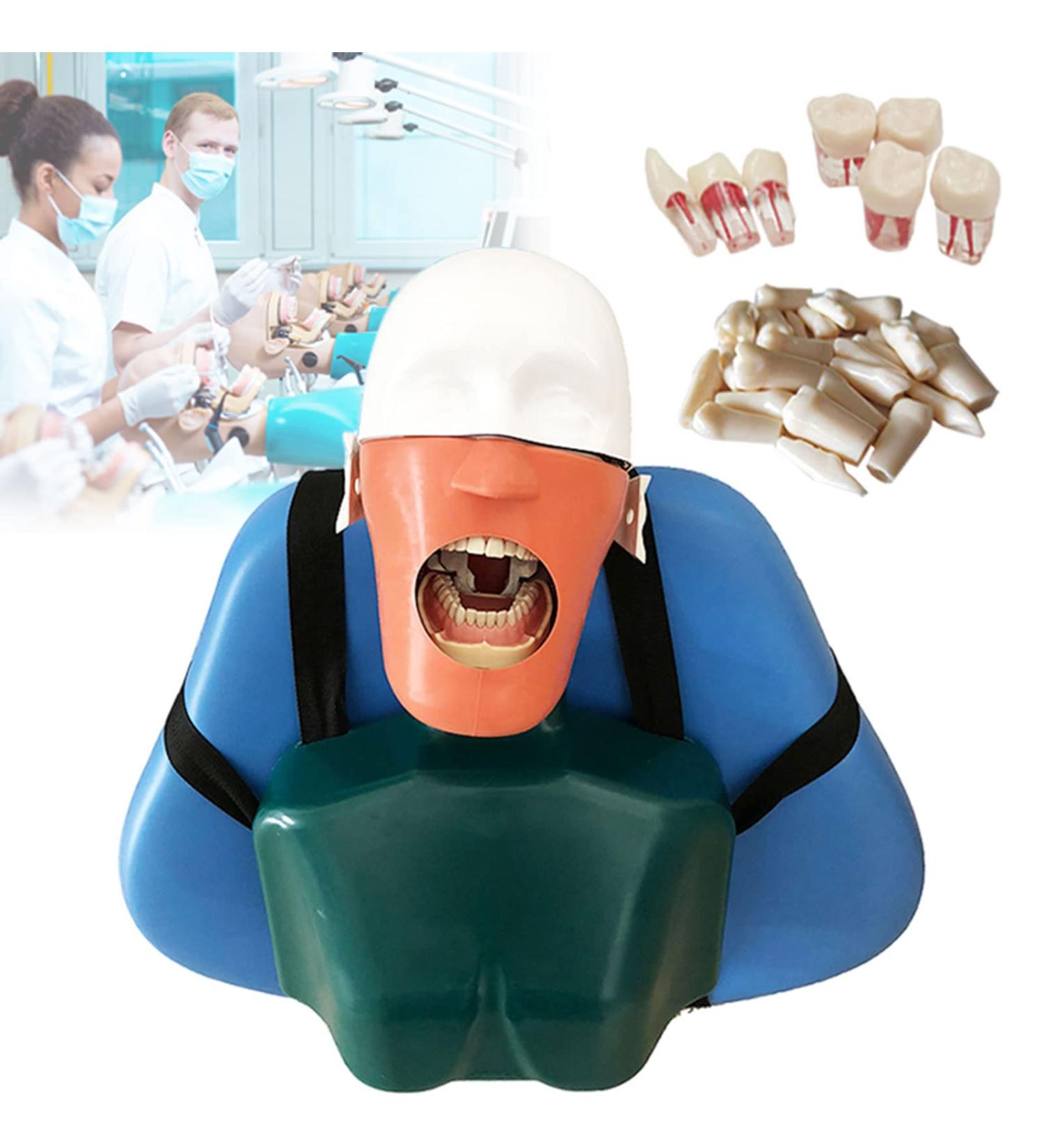 Buy Dental Phantomkopf Model - Realistic Dental Simulator with 28 Resin Teeth & 7 Pulp Cavity for Dentists & Assistants | International Shipping - Buy Online on GoSupps.com