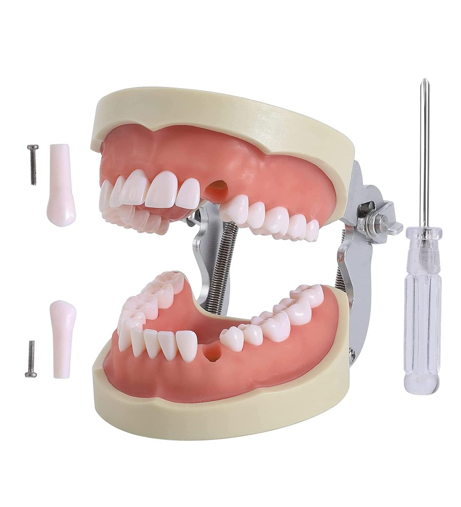 Dental Teeth Model Removable Tooth Teach Practice Model Teeth Model Includes 32Pcs Teeth for Practicing Restorative Techniques Come with A Small Screwdriver - Buy Online on GoSupps.com