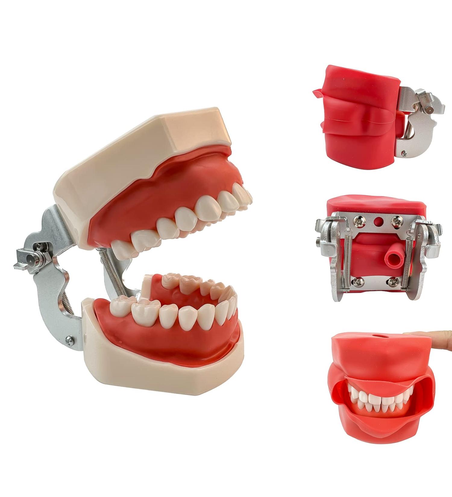 Teeth Soft Gum Phantom Head Study Model - 28 Removable Teeth & Cheek Simulation for Dental Education | International Shipping Available - Buy Online on GoSupps.com