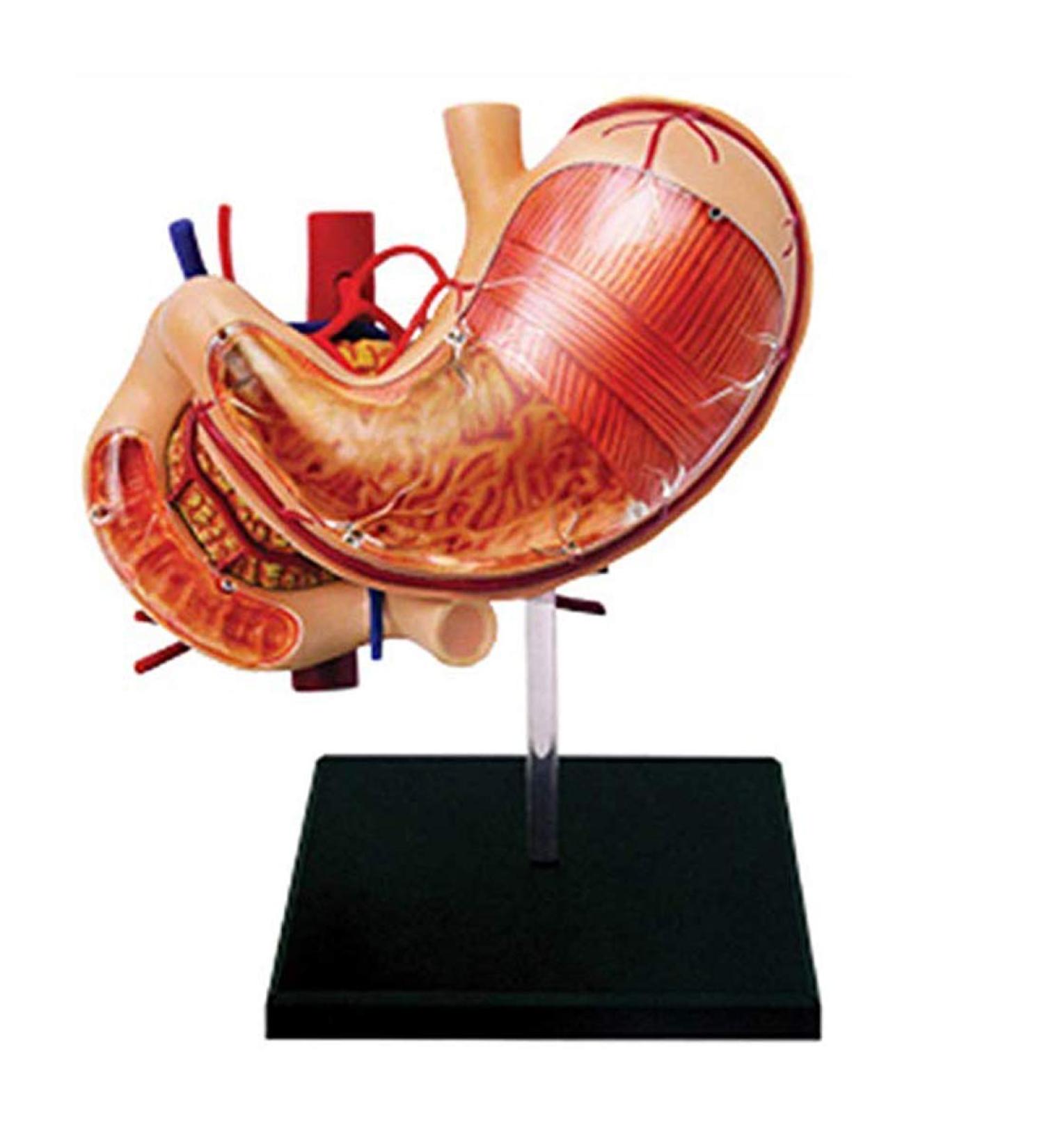 Educational Model Human Stomach Organ Anatomical Model Organ Anatomy Detachable 12 Parts Medical Teaching Model Medical Models - Buy Online on GoSupps.com