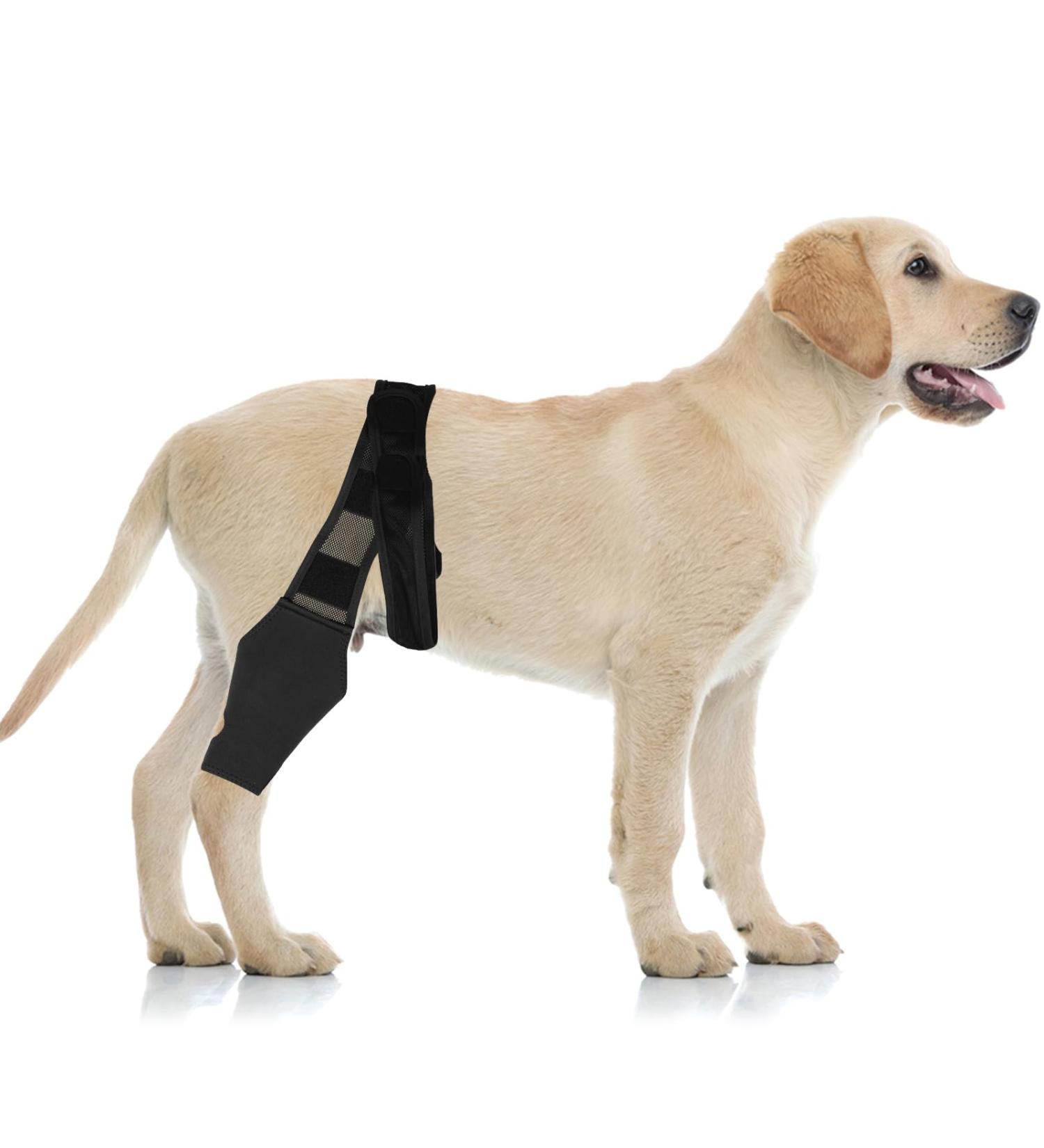 Dog Knee Brace Dog ACL Knee Brace Hind Leg Dog Leg Braces for Back Leg Cruciate Care Knee Brace for Supporting Dogs with Torn ACL Muscle Hind Leg Joint Discomfort /3124 (Size : S) Small - Buy Online on GoSupps.com