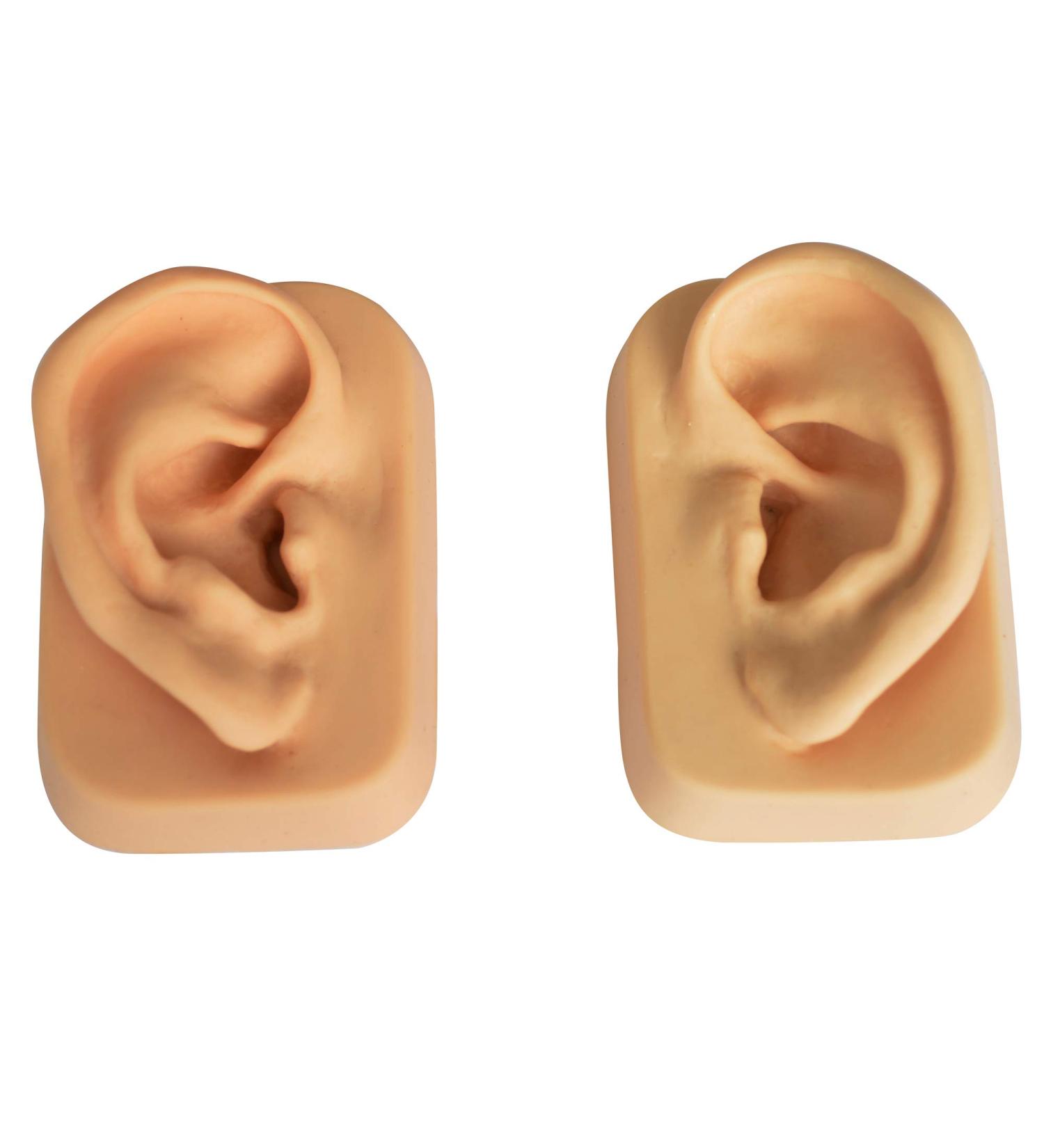 Ear model (pair) for ear acupuncture made of soft plastic in original size - Leonidov