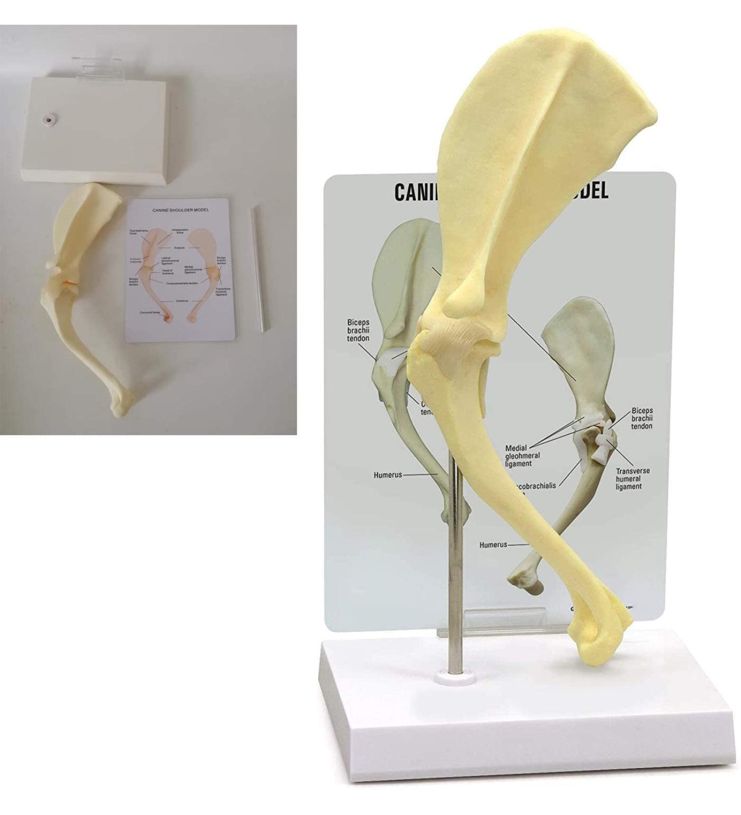 Dog/Dog Shoulder Joint Model Veterinary Office Education Tool Dog Shoulder Animal Dog Scapula Model Used to Demonstrate Learning Model - Buy Online on GoSupps.com
