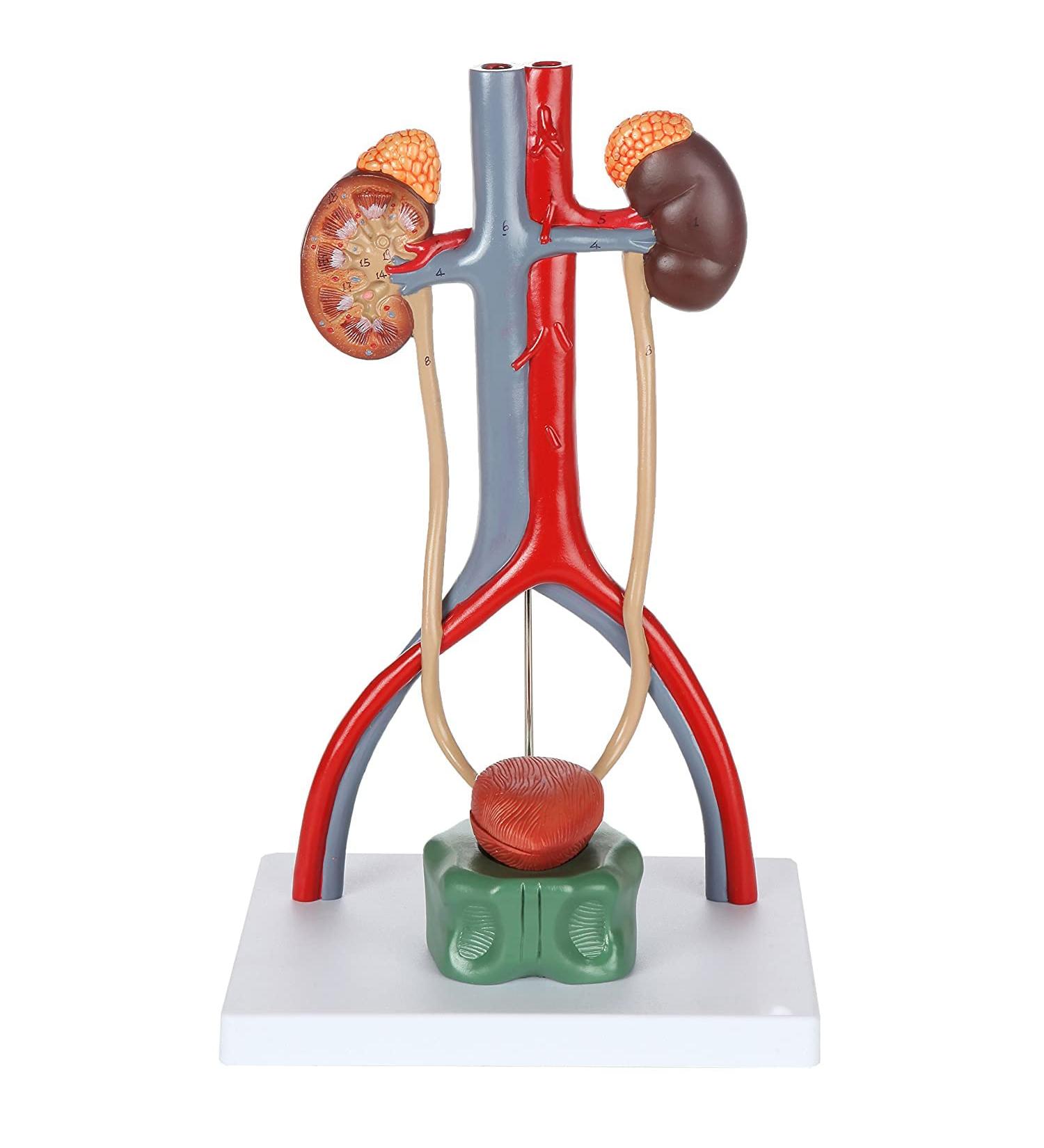 Educational Model Urinary System Model 13.5 Inch Large Male Urinary System Anatomy Model Features Kidneys with Adrenal Glands Ureters and Bladder 19 Numbered Functions - Buy Online on GoSupps.com