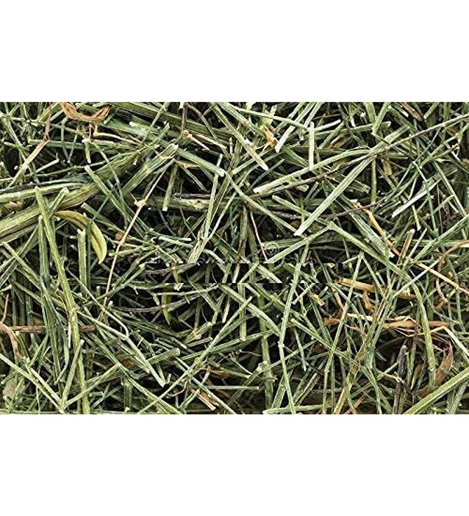 CHIRAITA KALMEGH Twigs Sticks Leaves Chirayta Bitterstick Swertia Chirayita 100 gm