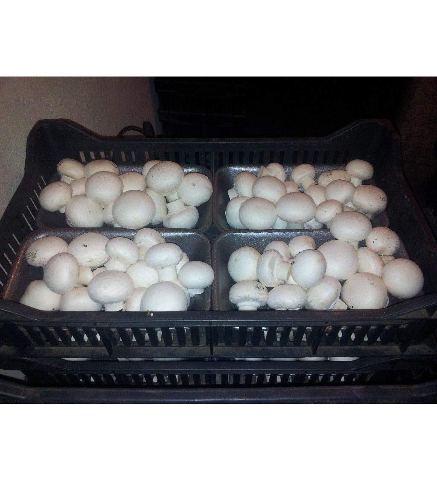 Portal Cool 28gr / 1 () Pulsante Bianco di Funghi micelio Spawn per la coltivazione su cartone