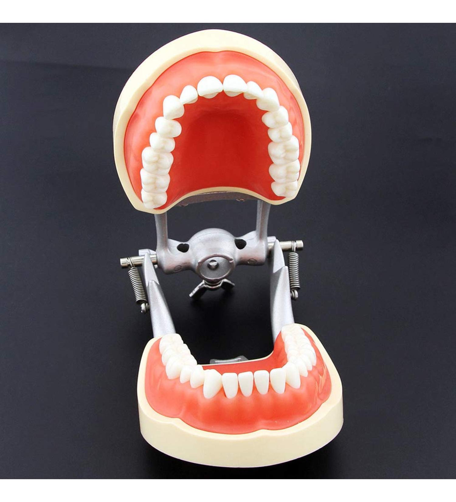 Lmeili Dental Typodont Joint Model - Removable Teeth Anatomy Teaching Tool for Dental Study - Buy Online on GoSupps.com