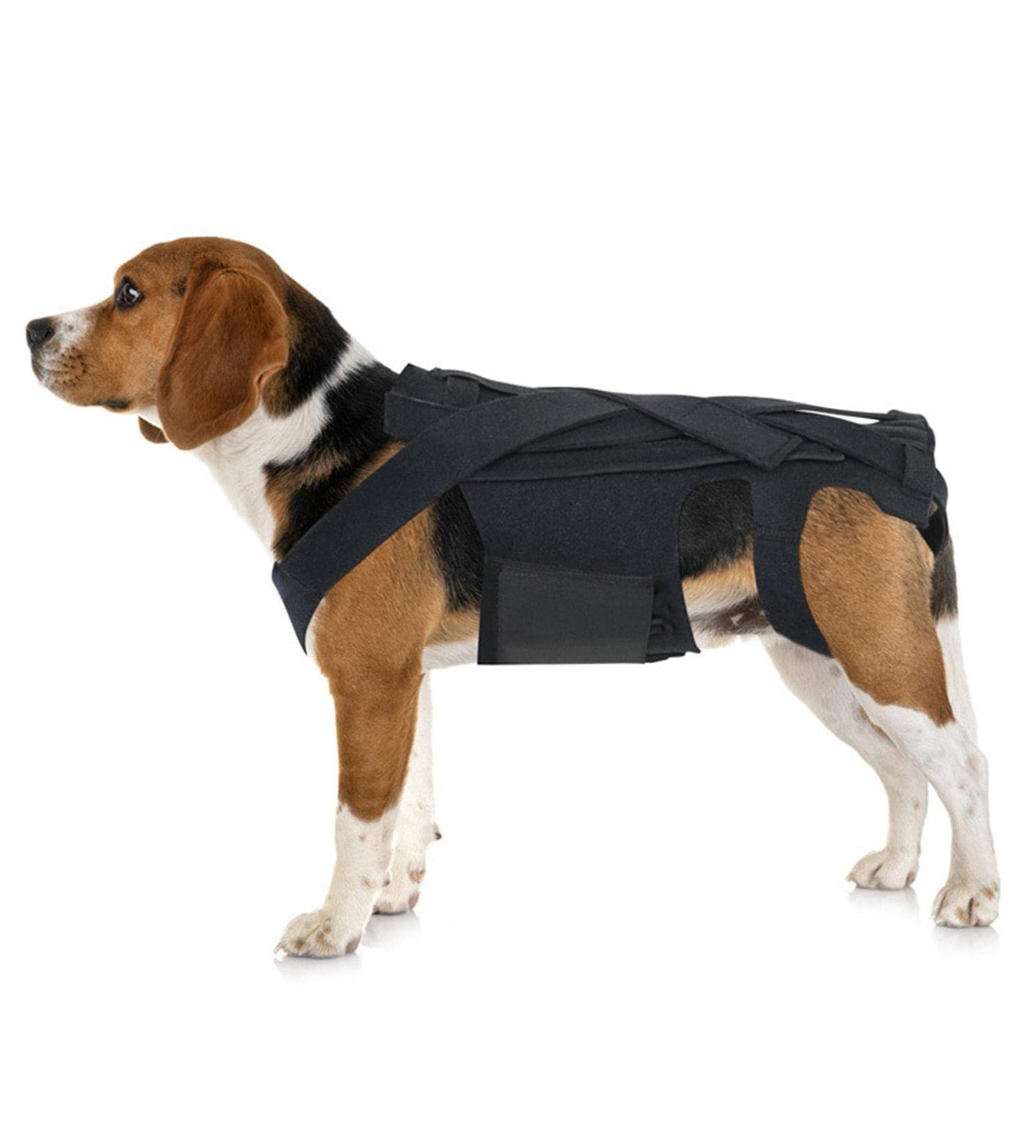 Back Brace for Dogs Helps Dogs with Spinal Problems Rehabilitation Helps Spinal Problem Recovery and Rehabilitation S//L Size Dtt Black Small - Buy Online on GoSupps.com