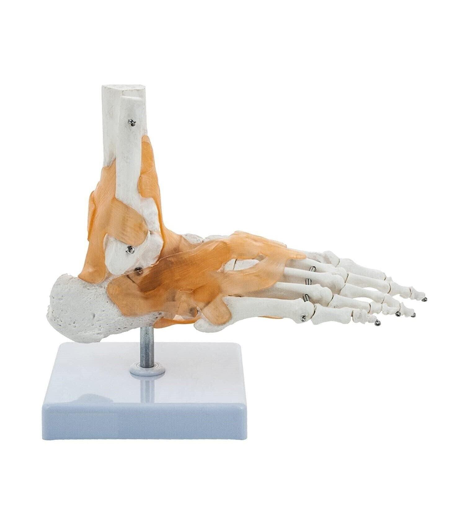 Sainio Ankle Skeletal Model - Realistic Ankle Joint Movement & Flexible Ligaments | Ideal for Education & Medical Use - Buy Online on GoSupps.com