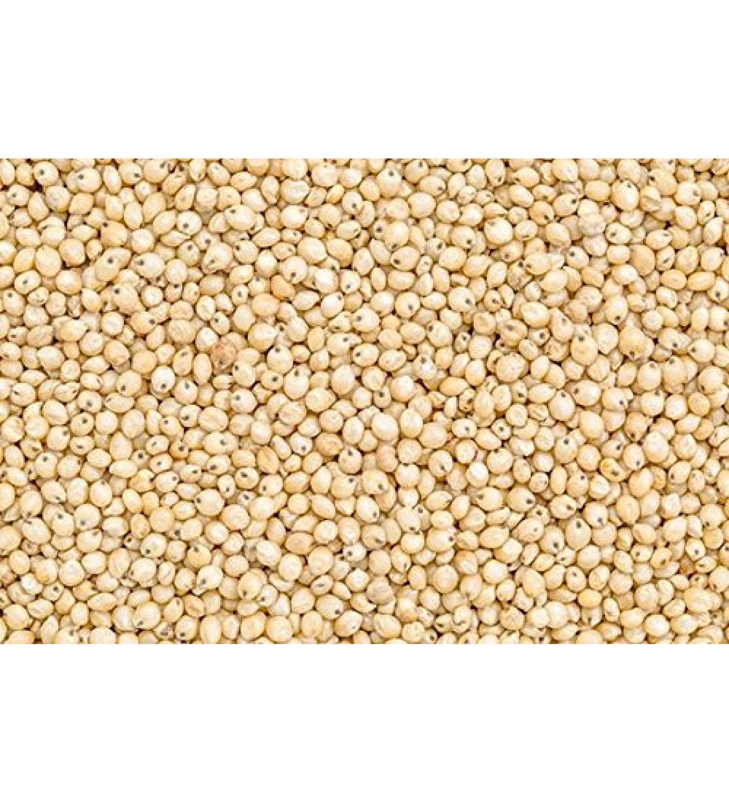 Jalpur - Whole Sorghum Seeds (Juwar Whole) - 100g