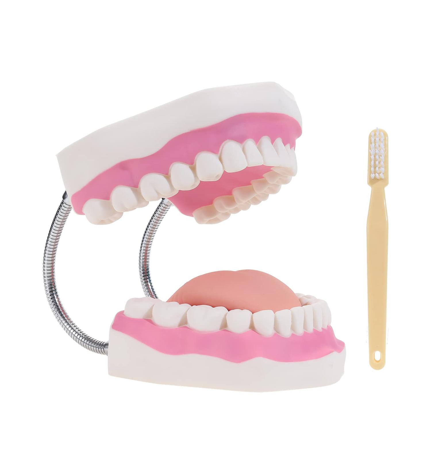 SKUMOD Adult Dental Teeth Model - Sixfold Human Size Typodont Model for Oral Health Education and Nursing Methods - Buy Online on GoSupps.com