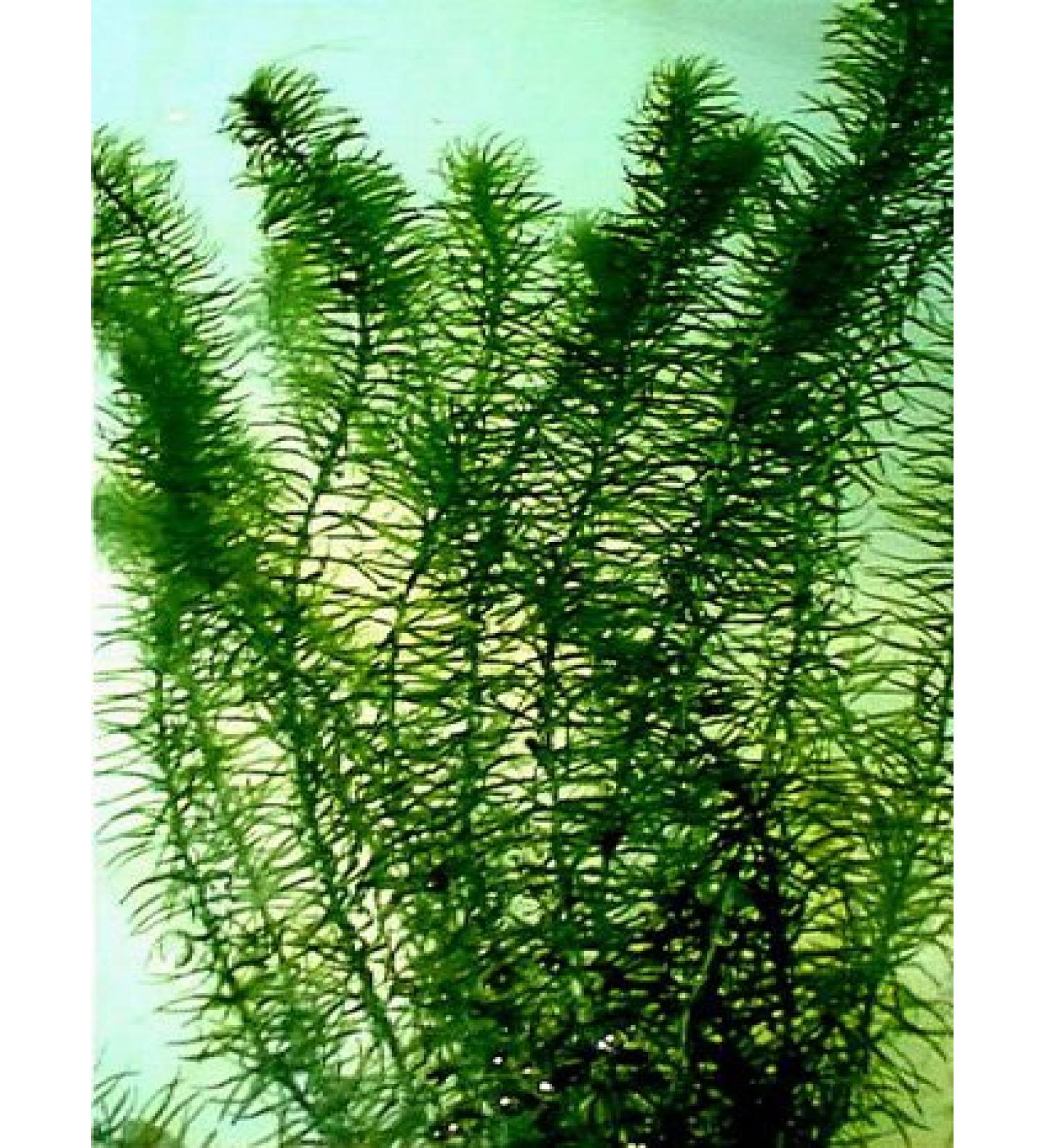 Egeria najas - Live Aquatic Plant