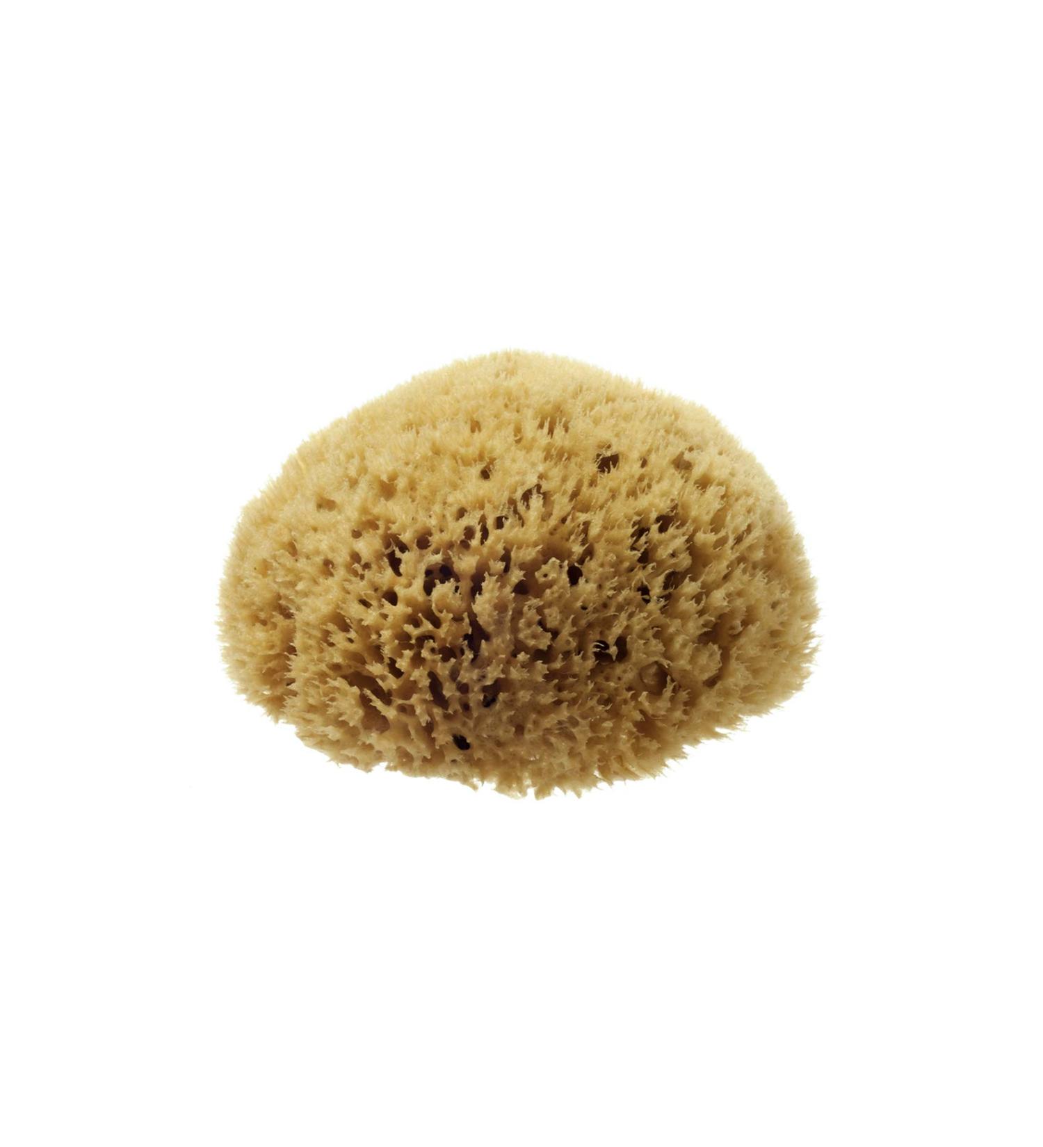 Hydrea London Natural Sea Sponge 4 - 4.5"- Premium Mediterranean Honeycomb Unbleached Natural Sponge for Adults Women Men Children and Baby - Buy Online on GoSupps.com