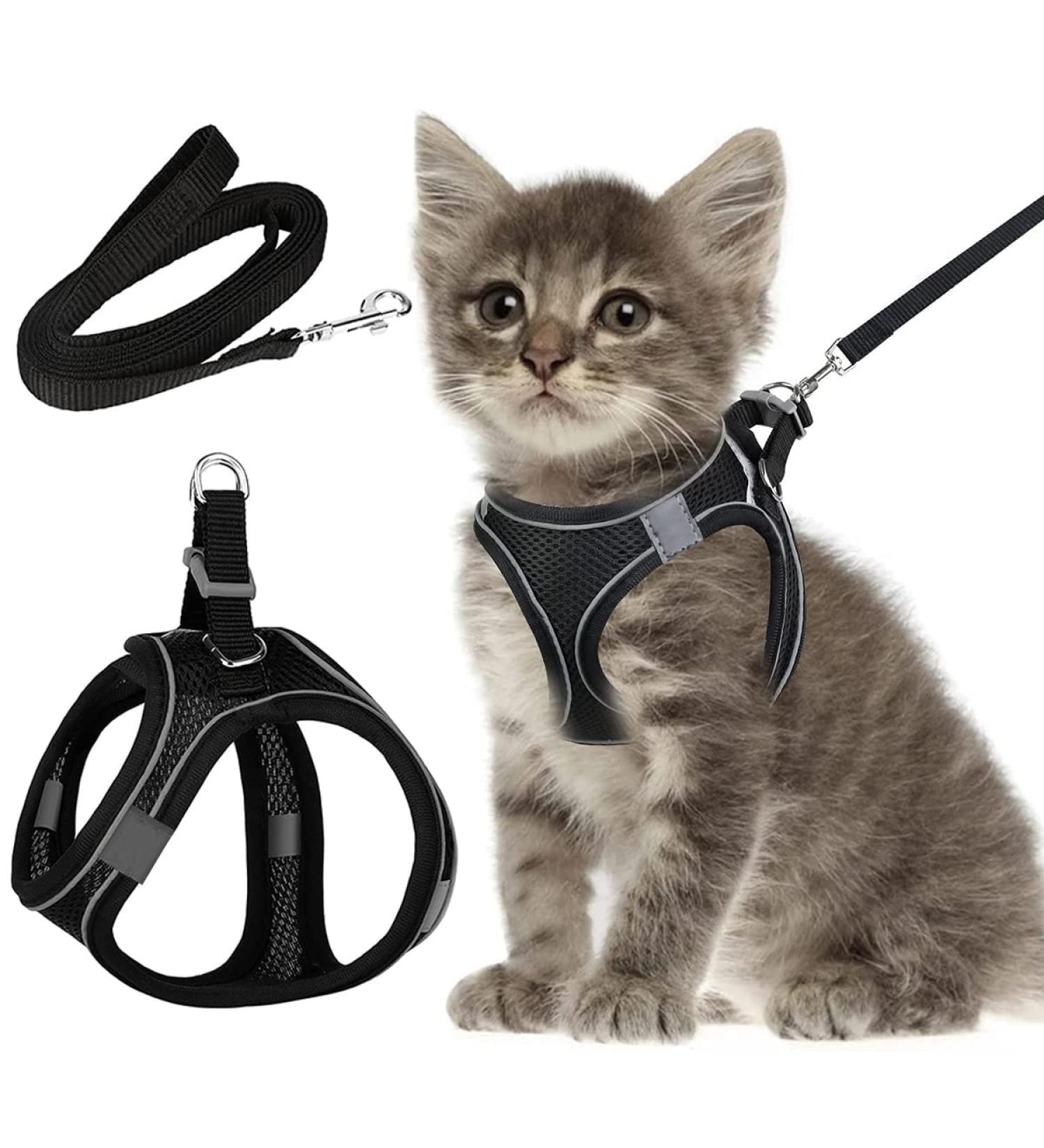 Cat Dishes Set with Leash | Breakout Cat Feeders for Kittens & Puppies | International Shipping Available - Buy Online on GoSupps.com