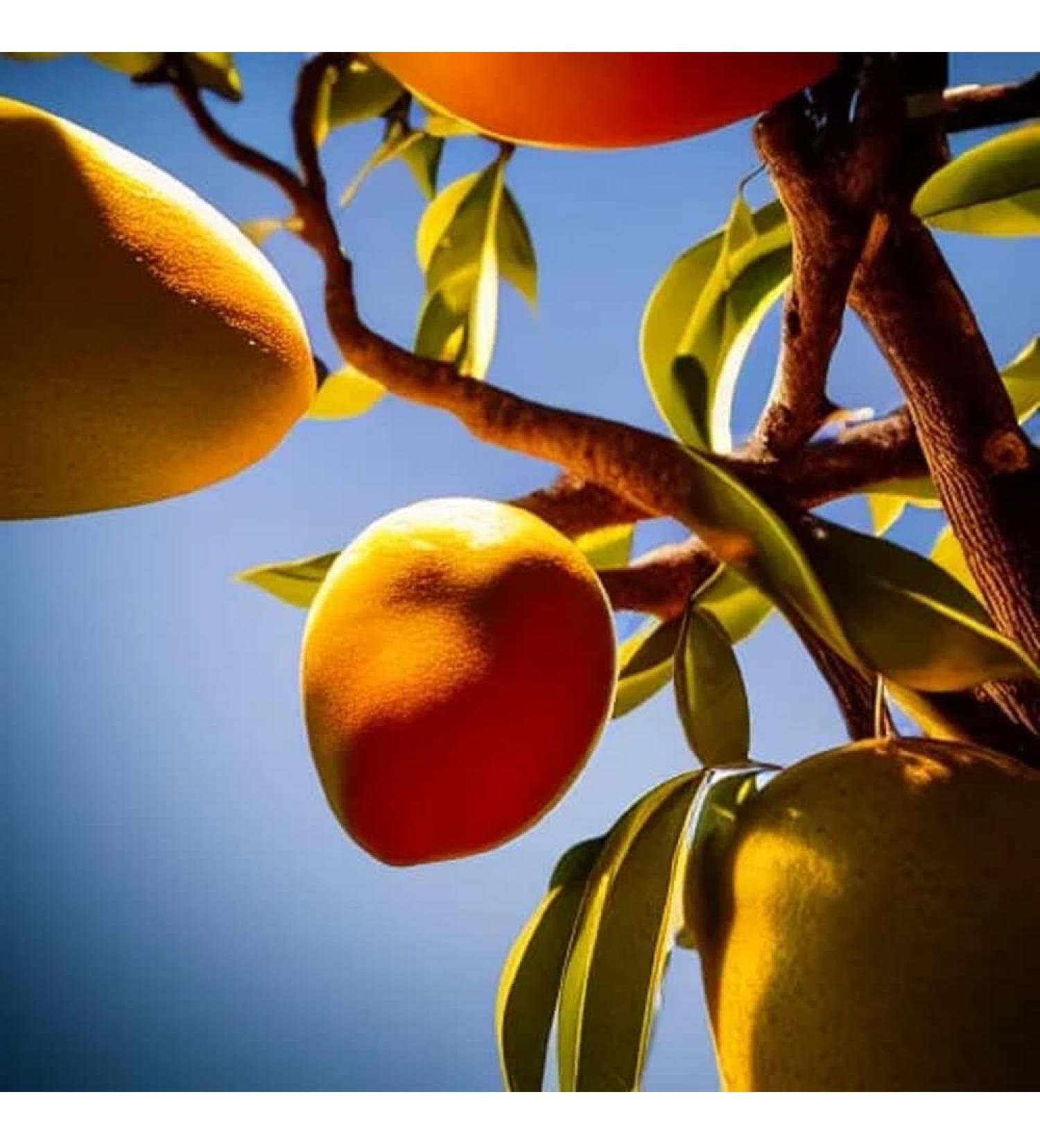 LaProve dried mexican mango attaulfo 1000g - Buy Online on GoSupps.com