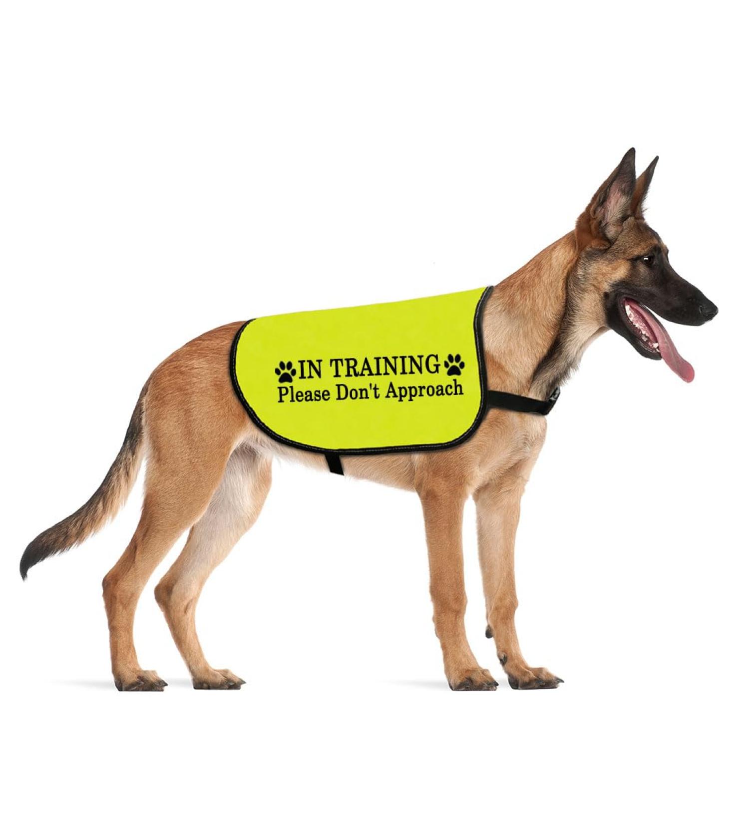 Shop 'In Training' Dog Vest - Don't Approach Ask Before Petting - EU Shipping Available - Buy Online on GoSupps.com
