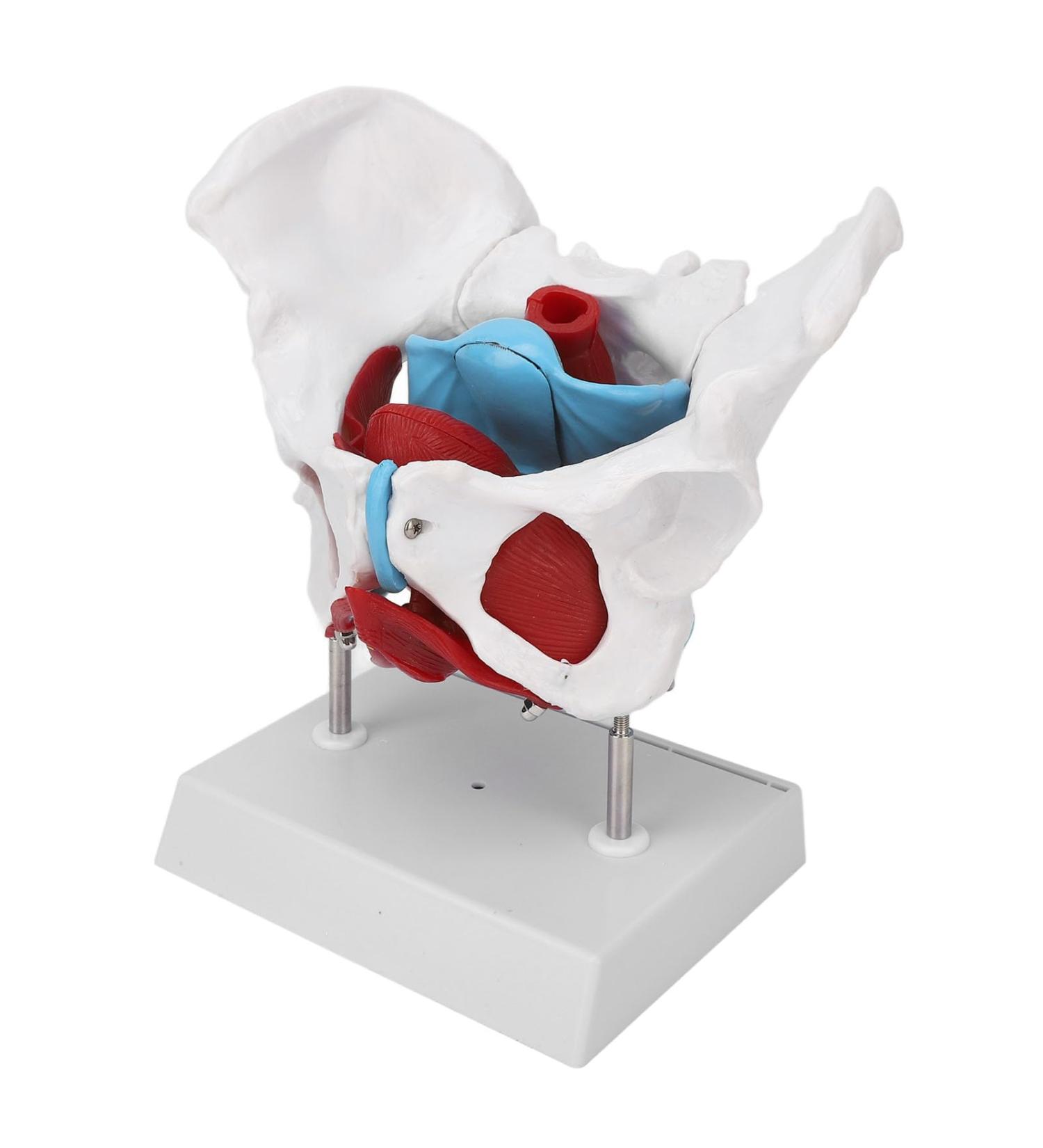 Pongnas Efficient Stylish Utensil for Fitness Training | Optimal Demo & Extra Content - Shop Internationally - Buy Online on GoSupps.com