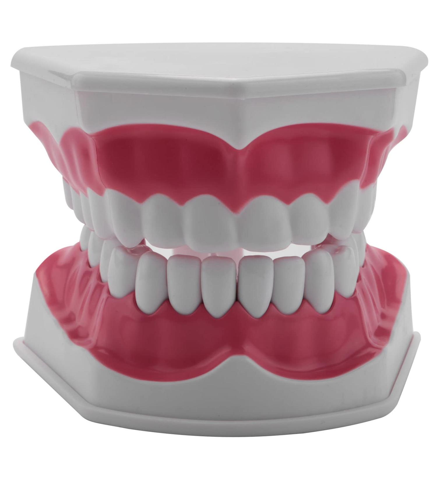 MDYBF Tooth Model - Anatomical Typodont for Brushing & Flossing Demonstration | Ideal for Dental Education - Buy Online on GoSupps.com