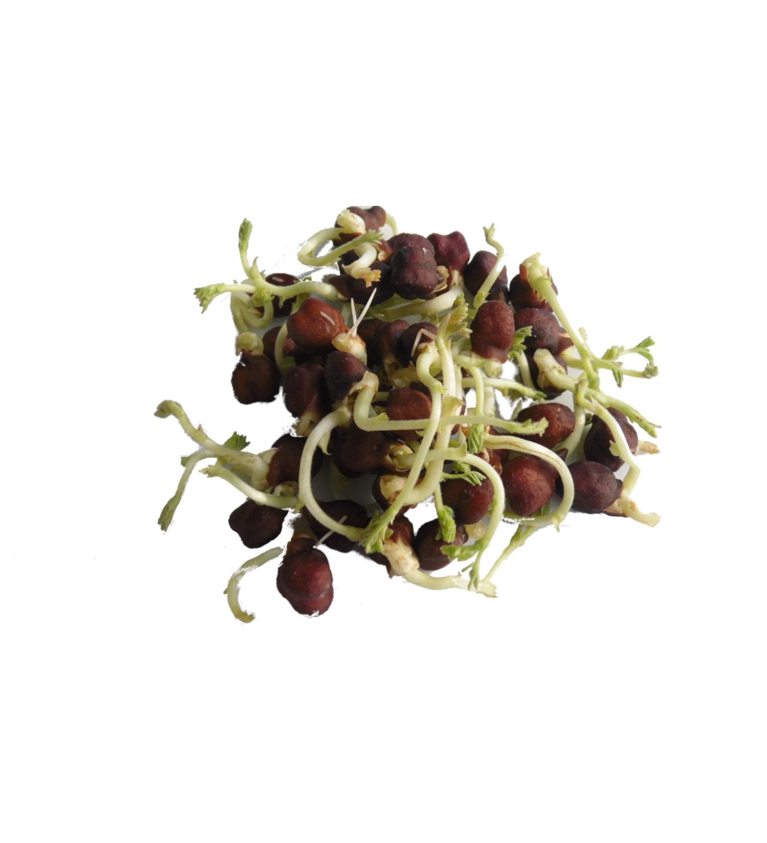 500g Organic Black Chickpea Sprouts - Microgreens for Healthy Living | International Shipping Available - Buy Online on GoSupps.com