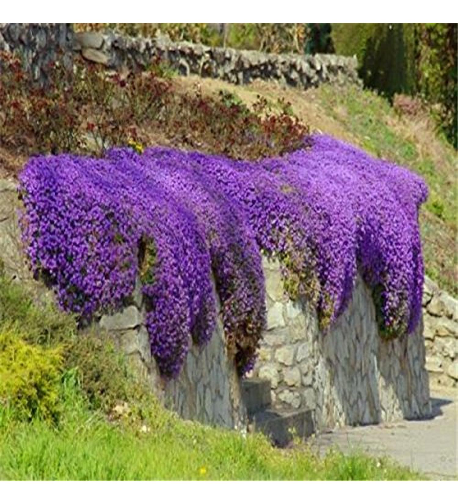 100pcsbag Creeping Thyme Seeds or Blue ROCK Cress Seeds Perennial Ground Cover Flower Natural Growing for Home Garden - Buy Online on GoSupps.com