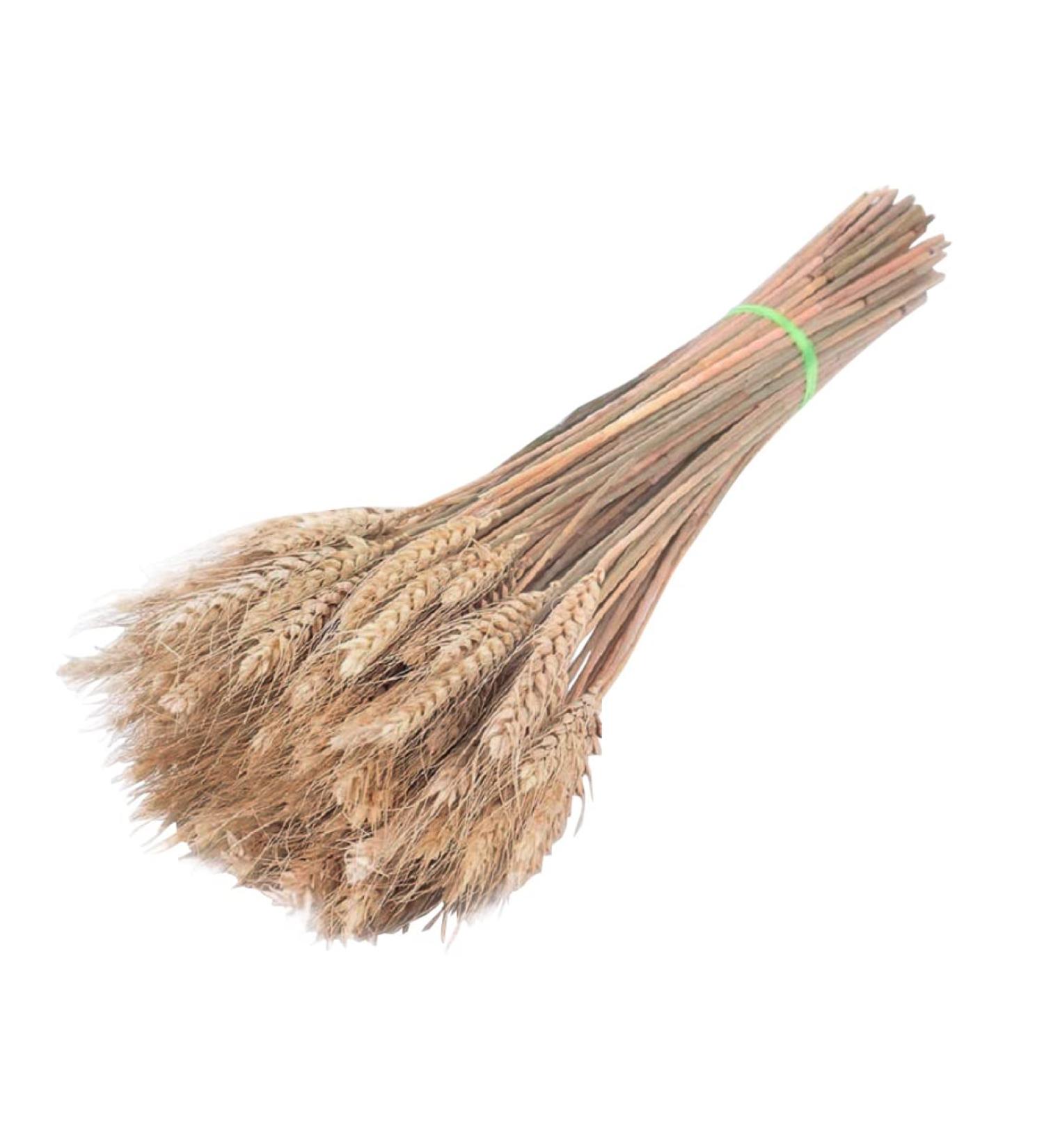Dried Wheat Stems 100PCS Type 1 Dried Wheat Stalks Dried Wheat Sheaves Fake Dried Wheat Sheaves Stalks Bouquet Bundles Natural Wheat Stalks Bundle Dry Grass Bunch DIY Arrangements Primary - Buy Online on GoSupps.com
