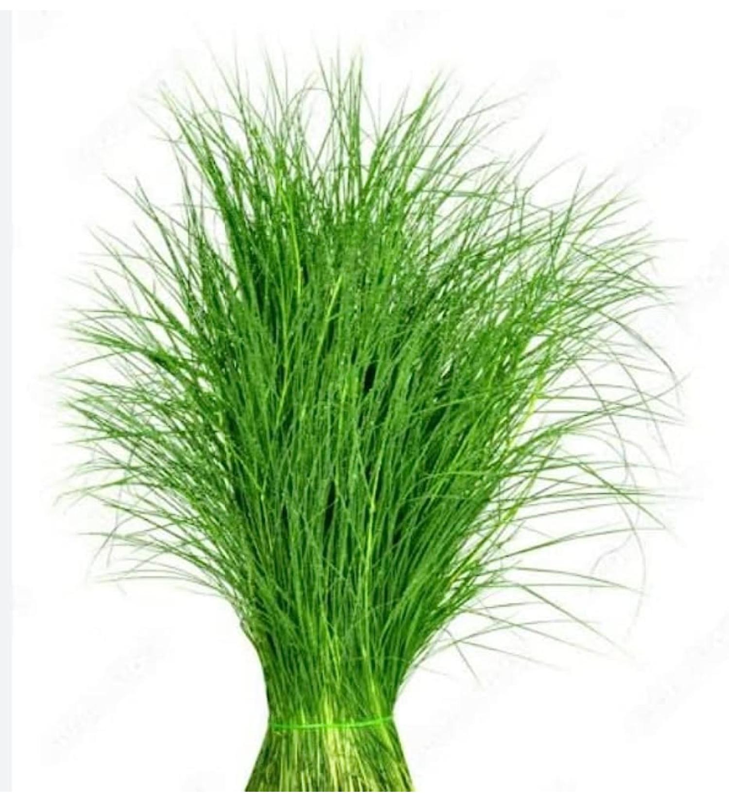 Veenas Fresh Arugampul |50G | Bermuda Grass | Ayurvedic Plant | Used for Pooja And Edible | Skin Health | Indian Origin Arugampul 50G