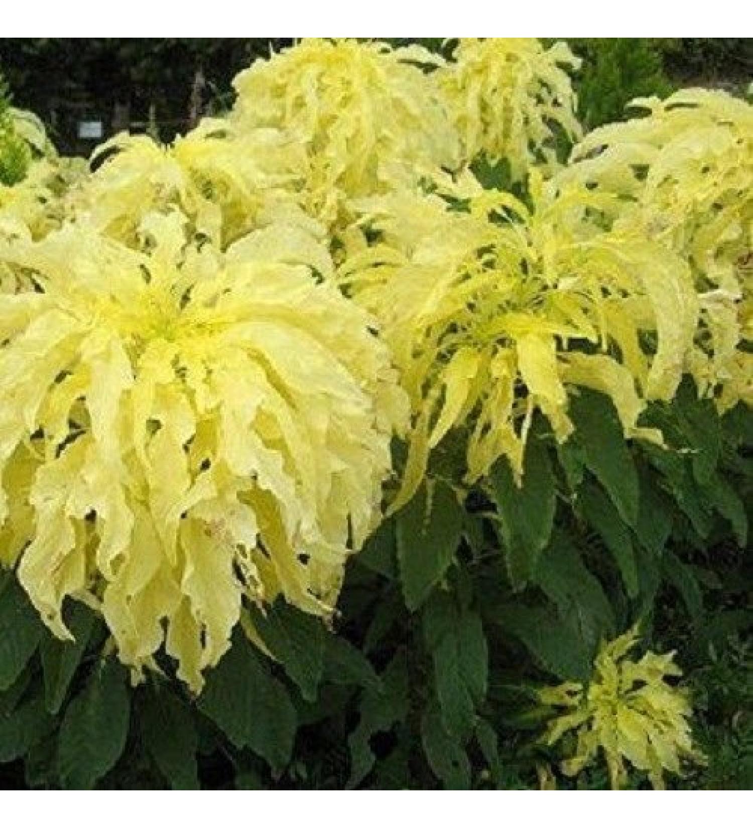 Amaranthus Tricolor Yellow 200 Samen