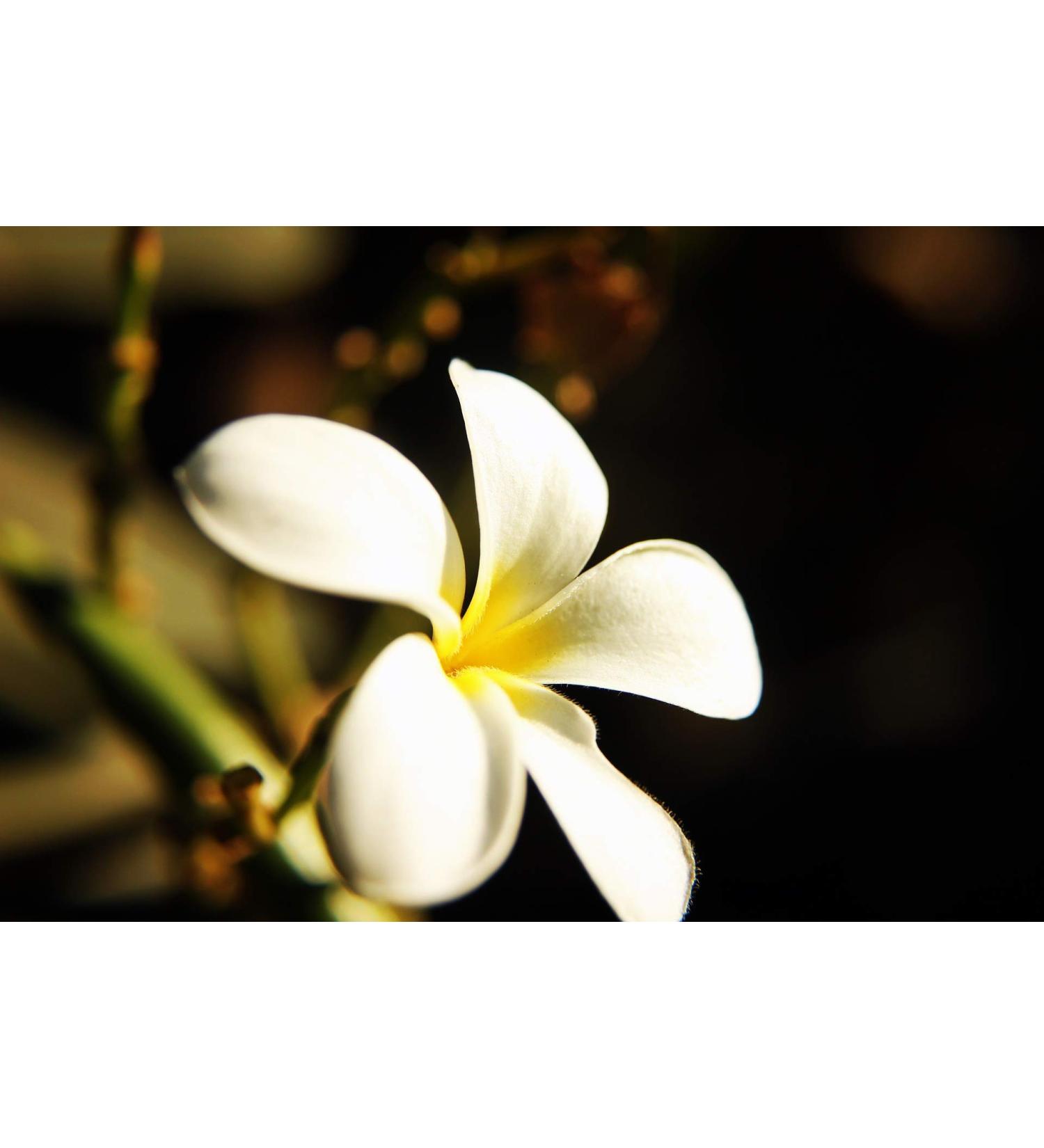 Men's - Nag Champa Scented Pheromone Oil (Roll On) - Buy Online on GoSupps.com