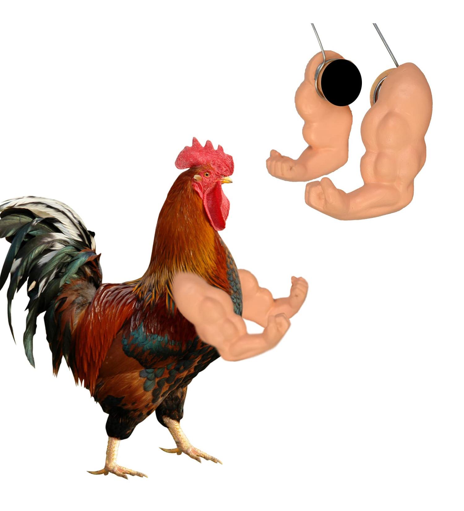FUAMEY Muscle Chicken Arms Toys for Chickens to Wear  Funny Costume Fist Fighting Arms Toy for Pet Prank Themed Party  Artificial Arms Decorations Costume Cosplay for Chickens Rooster Hens Upgraded version - Buy Online on GoSupps.com