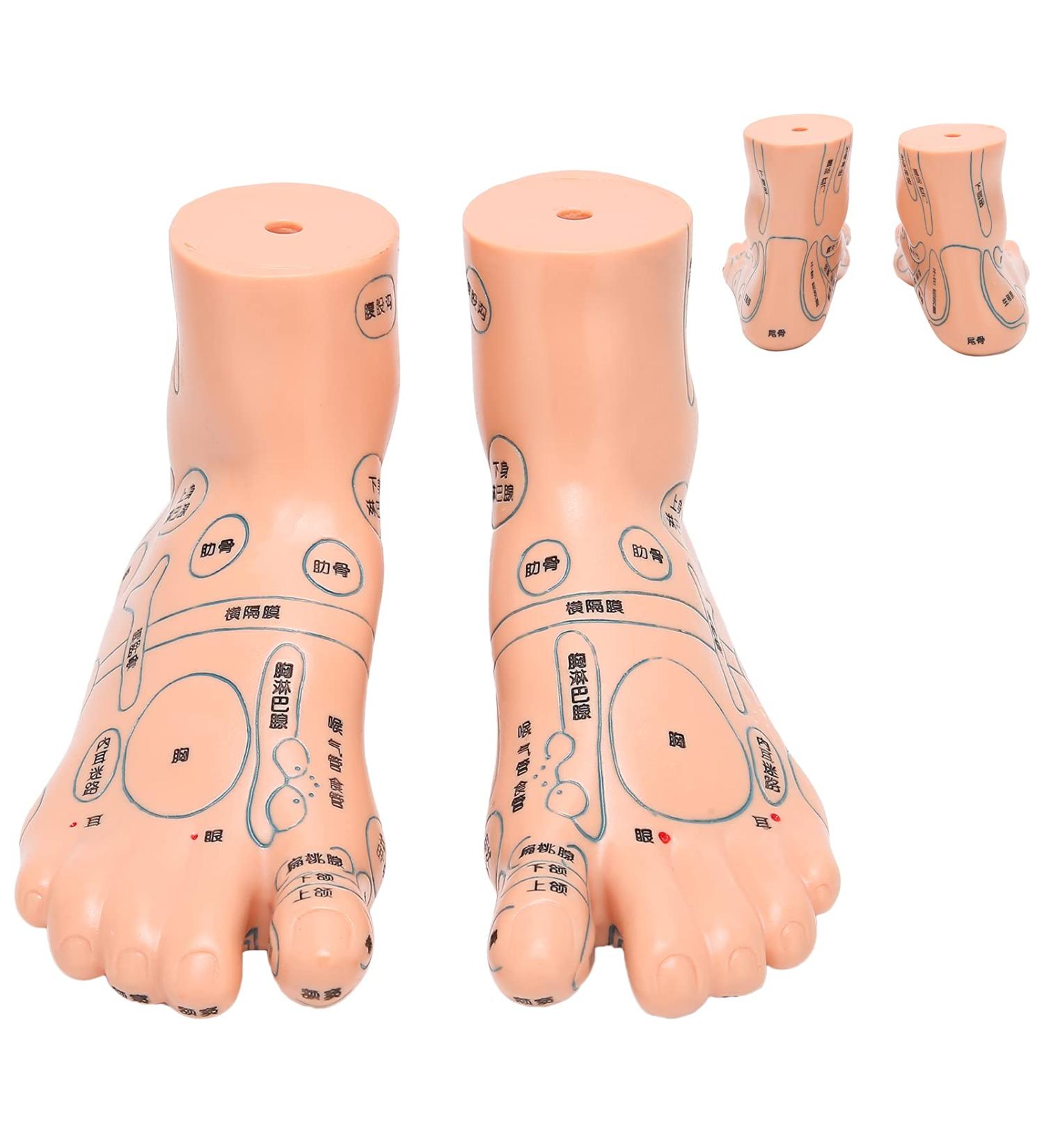 Acupuncture Foot Model - 2 Piece Teaching Set for Massage & Acupuncture Points | International Shipping - Buy Online on GoSupps.com