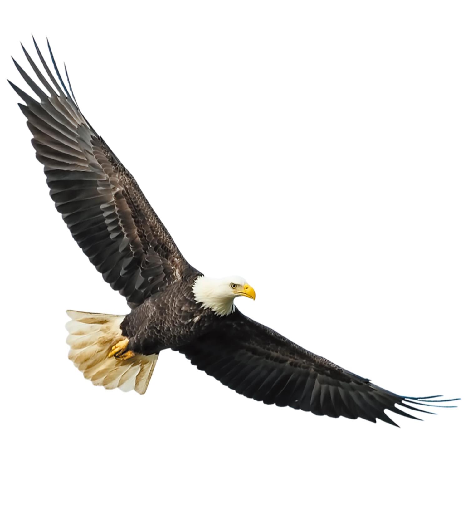 Ambitious Bald Eagle Wall Stickers - Stunning Flying Decals for Bedroom & Office Decor - Buy Online on GoSupps.com