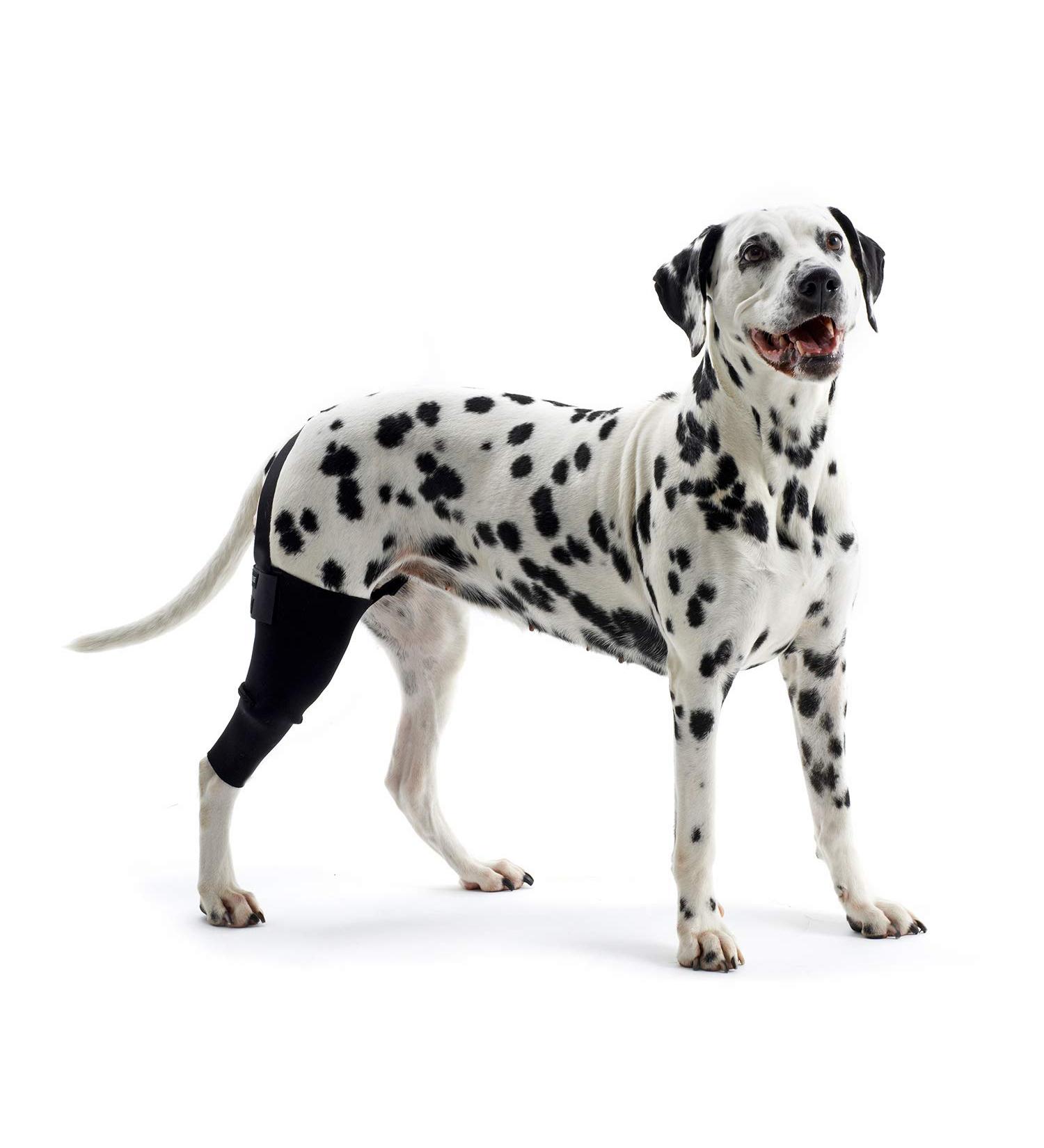 Kruuse Rehab Knee Pads for Dogs - XXL/XX-Large Right | International Shipping Available - Buy Online on GoSupps.com