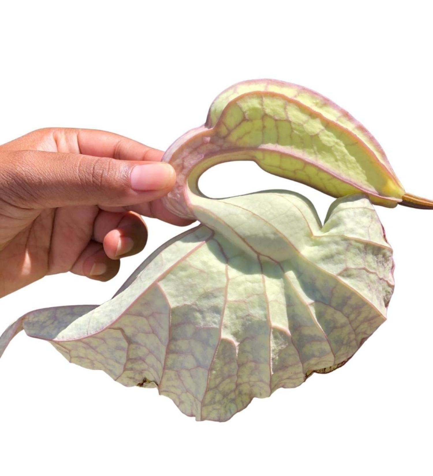 Jamaican Duck Flower Detox - Flor de Pato 1 pcs Palo Guaco Alkaline Herbal Cleanse - Buy Online on GoSupps.com