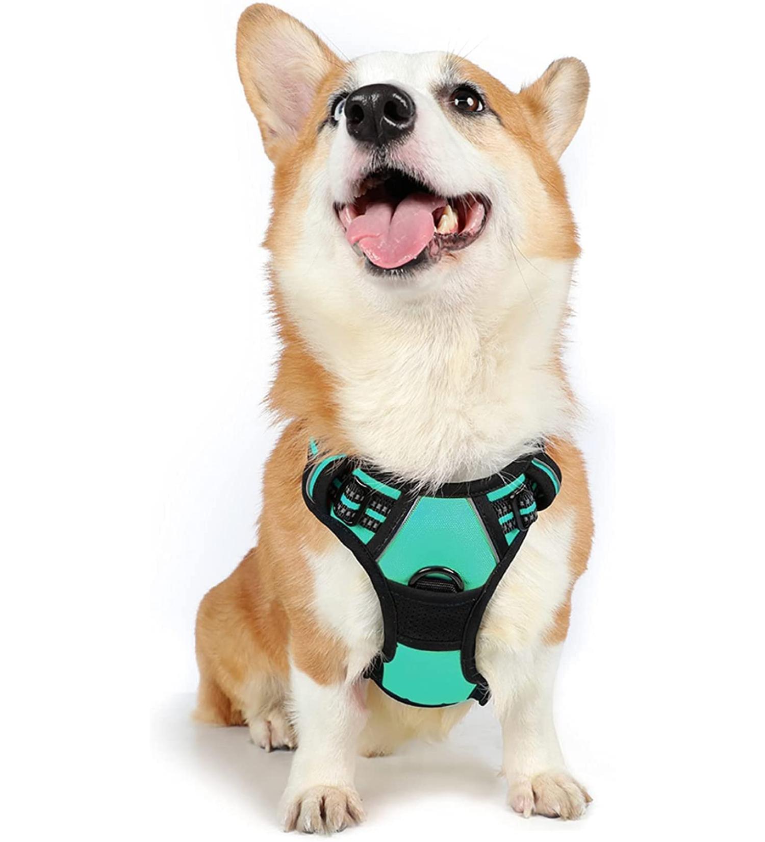 Rabbitgoo No-Pull Adjustable Dog Harness for Medium Dogs - Breathable Control Harness with Reflex Stripes - Safe & Comfortable Mint Green (1 Pack) - Buy Online on GoSupps.com