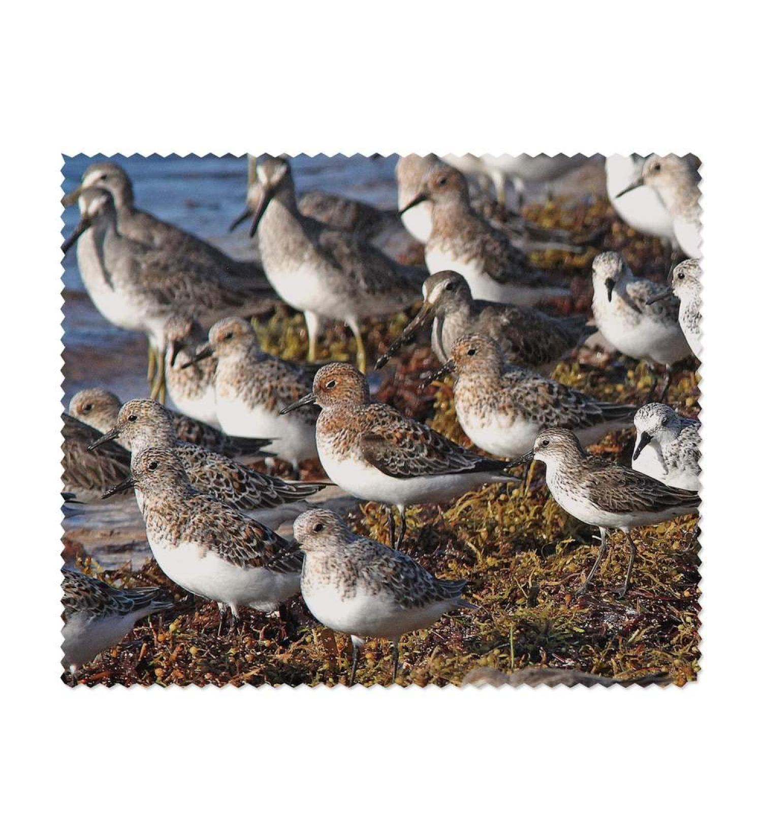 Azeeda Sea Birds Microfiber Lens & Glasses Cleaning Cloths - 2 Pack | International Shipping Available - Buy Online on GoSupps.com