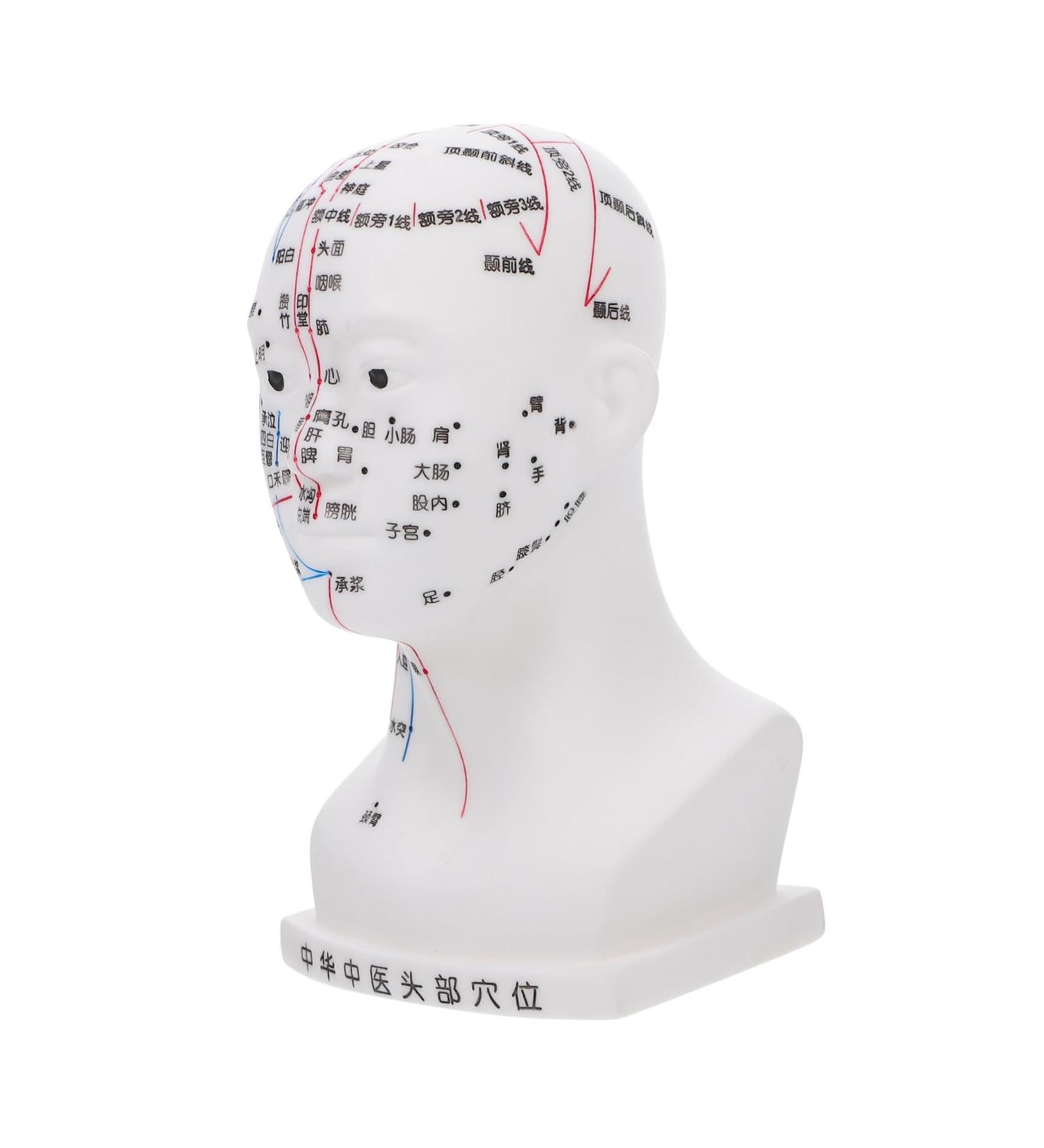 Minkissy Realistic Acupuncture Point Model - Hospital & Laboratory Supplies for Head Massage | 22x12x8cm PVC Scalp Pin Model - Buy Online on GoSupps.com