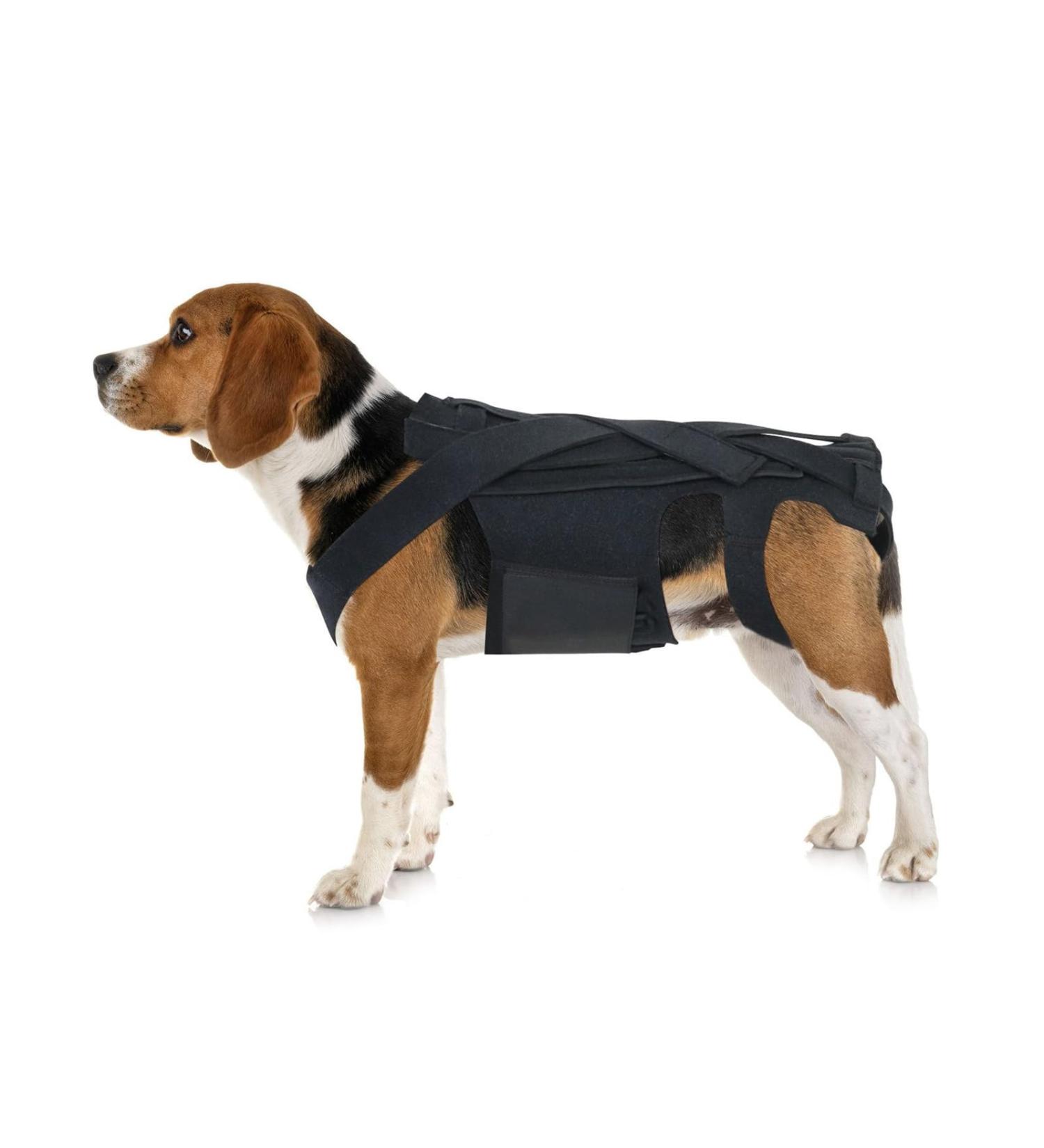 Dog Back Bandage for Arthritis IVDD & Surgical Recovery | Support for Herniated Discs & Spine Health - Buy Online on GoSupps.com