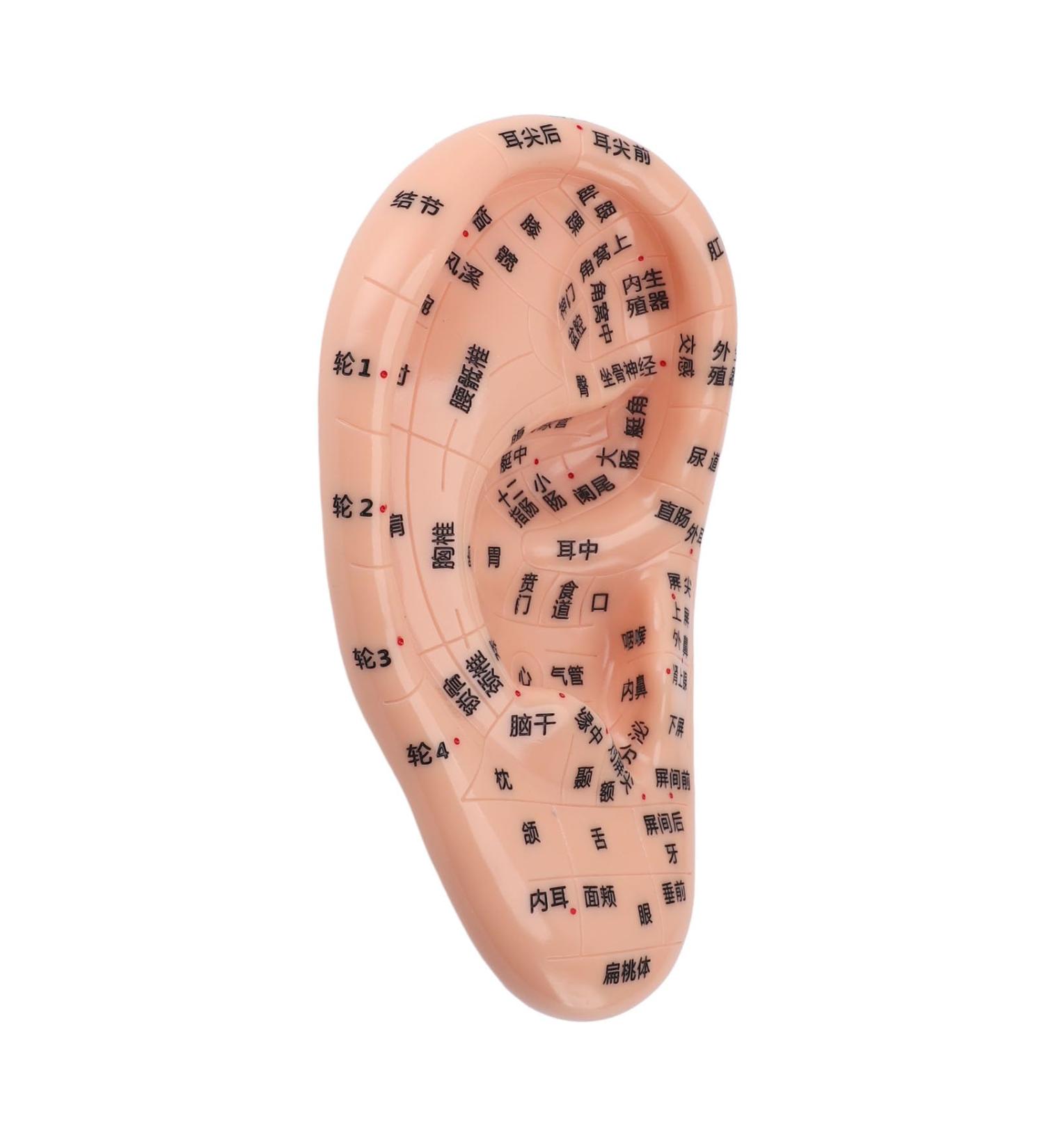 Buy 17cm Ear Acupuncture Point Model - Large Reflexology Learning Display for International Shipping - Buy Online on GoSupps.com