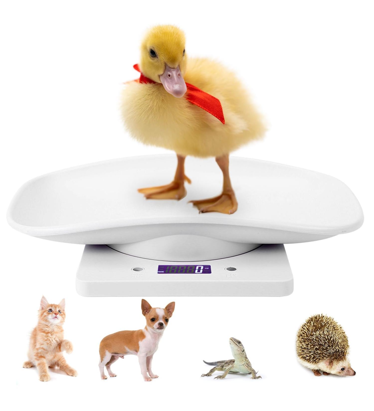 Agatige Digital Scale for Pets | Accurate Weight Measurement for Cats Dogs & Babies - Up to 10kg with LCD Display - Buy Online on GoSupps.com