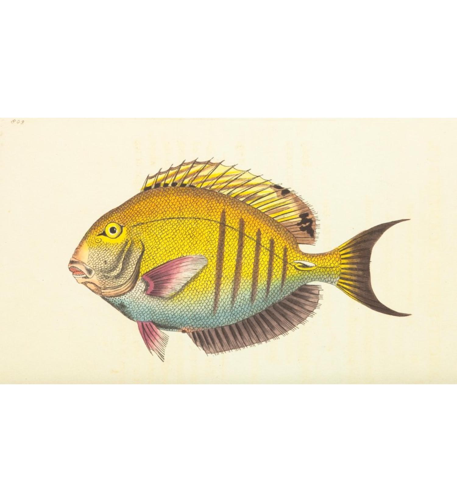 Posterazzi The Naturalists' Miscellany 1789 Lancet-tailed Acanthurus Poster Print by F.P. Nodder (24 x 36)