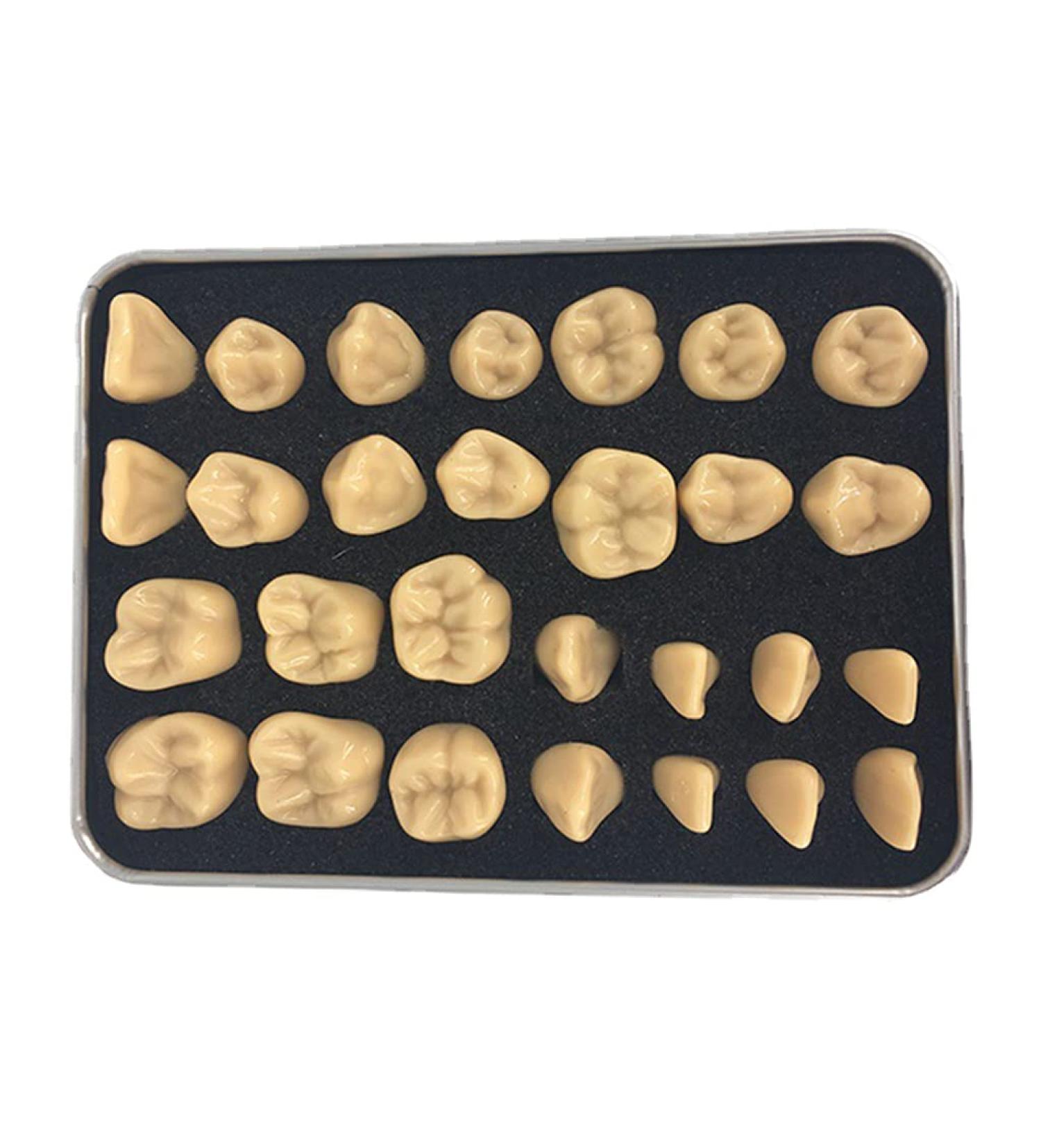 Adult Size Dental Teaching Reproductions - Resin Normal Teeth Model for Dental Care & Practice - Buy Online on GoSupps.com