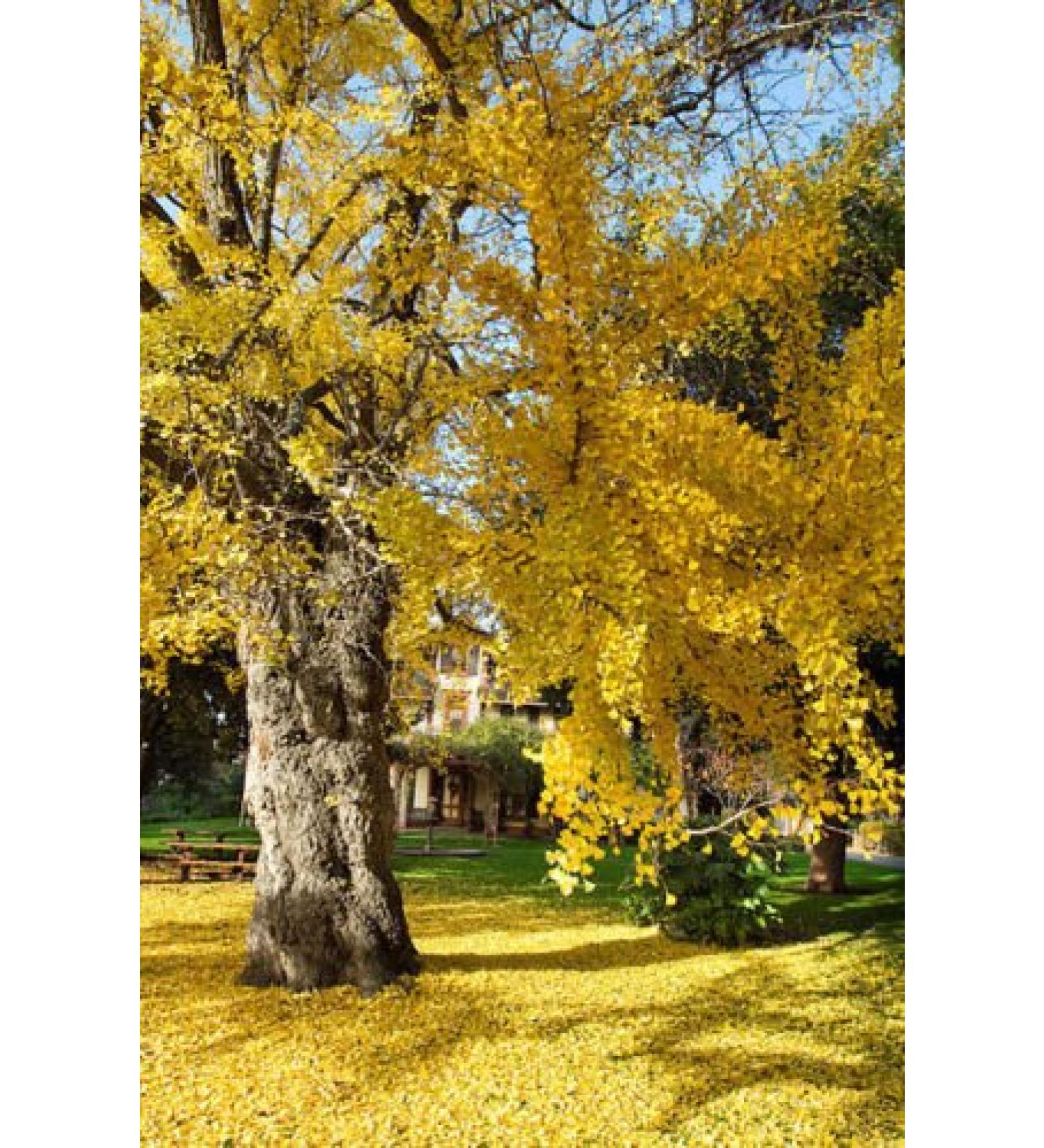 Ginkgo biloba rare yellow flowering tree China exotic plant seeds 25 seeds:Seeds
