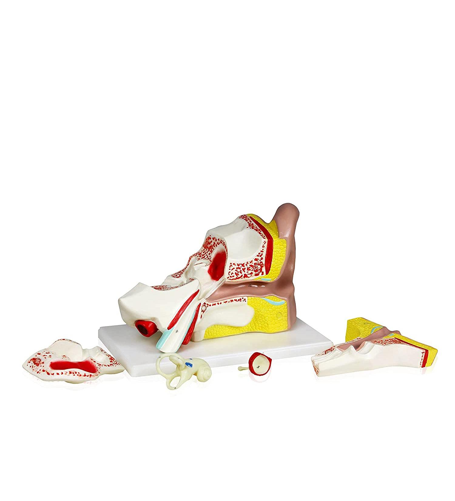 Ear Anatomical Model 4X Ear 11"X 7"X 7" Shows External Middle and Inner Ear Parts Including Templar Bone Section Ear Canal Labyrinth Drum - Buy Online on GoSupps.com