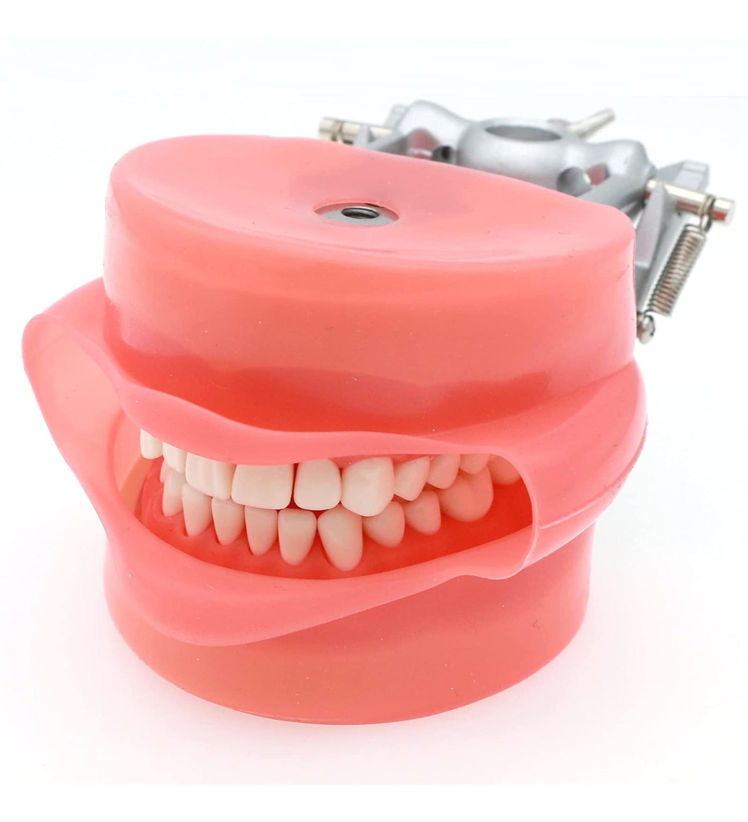 High-Quality Samnuerly Dental Teeth Model - 28 Removable Teeth & Simulation Cheek for Dentist Teaching & Learning | International Shipping Available - Buy Online on GoSupps.com