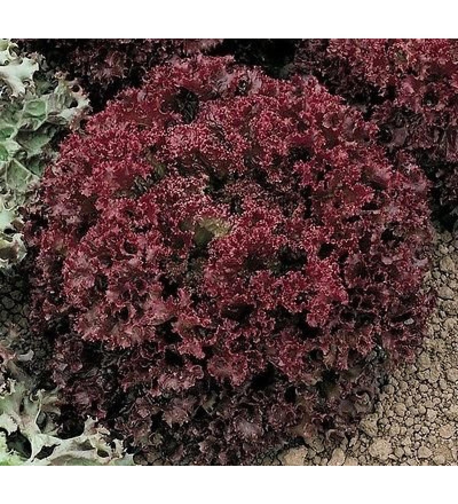 Lollo Rossa Darky foglia di lattuga di Verdure 500 semi