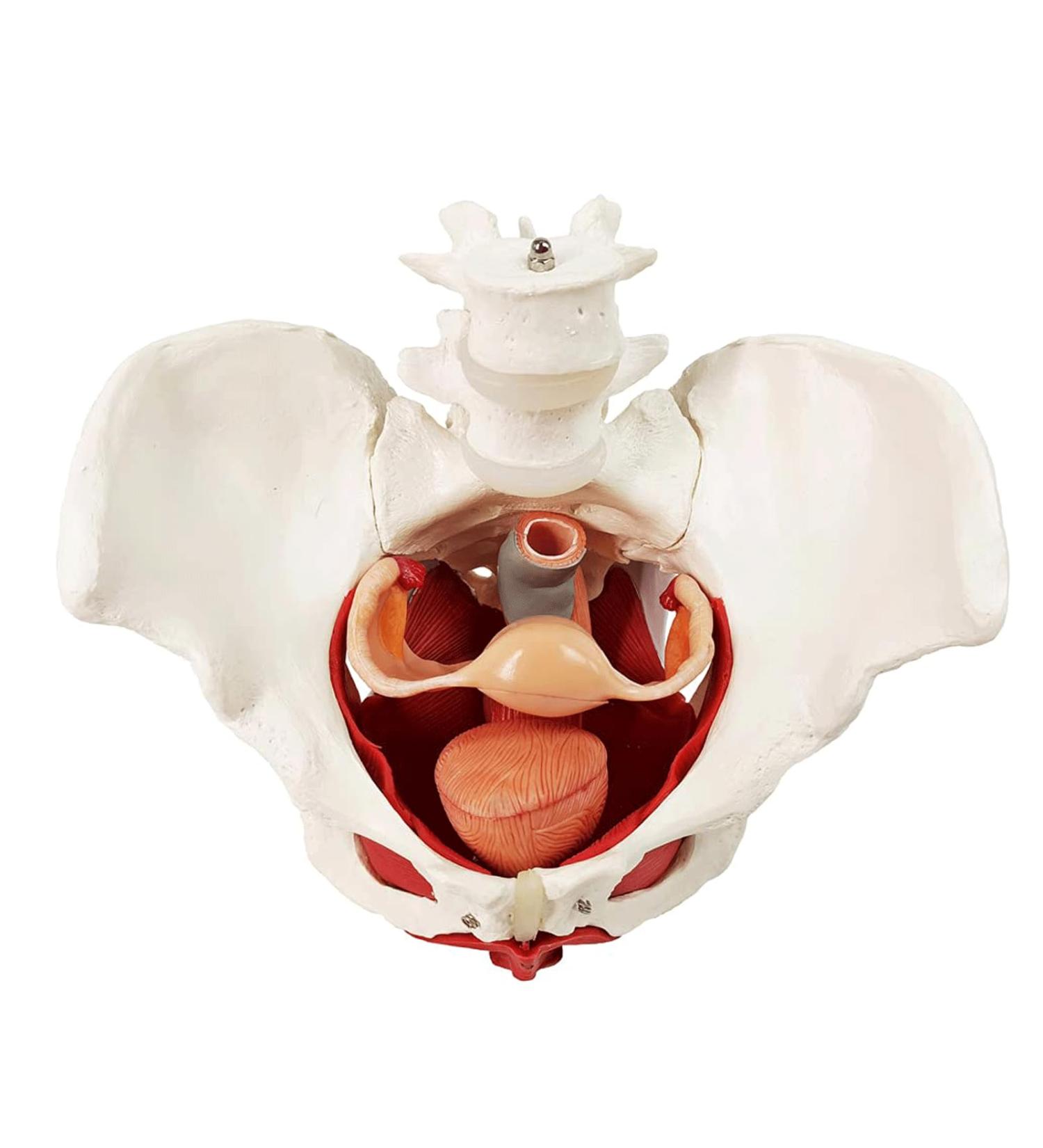 Esmen Female Pelvis Perineum Model - Removable Organs & Magnetic Mounting for Educational Display | International Shipping - Buy Online on GoSupps.com