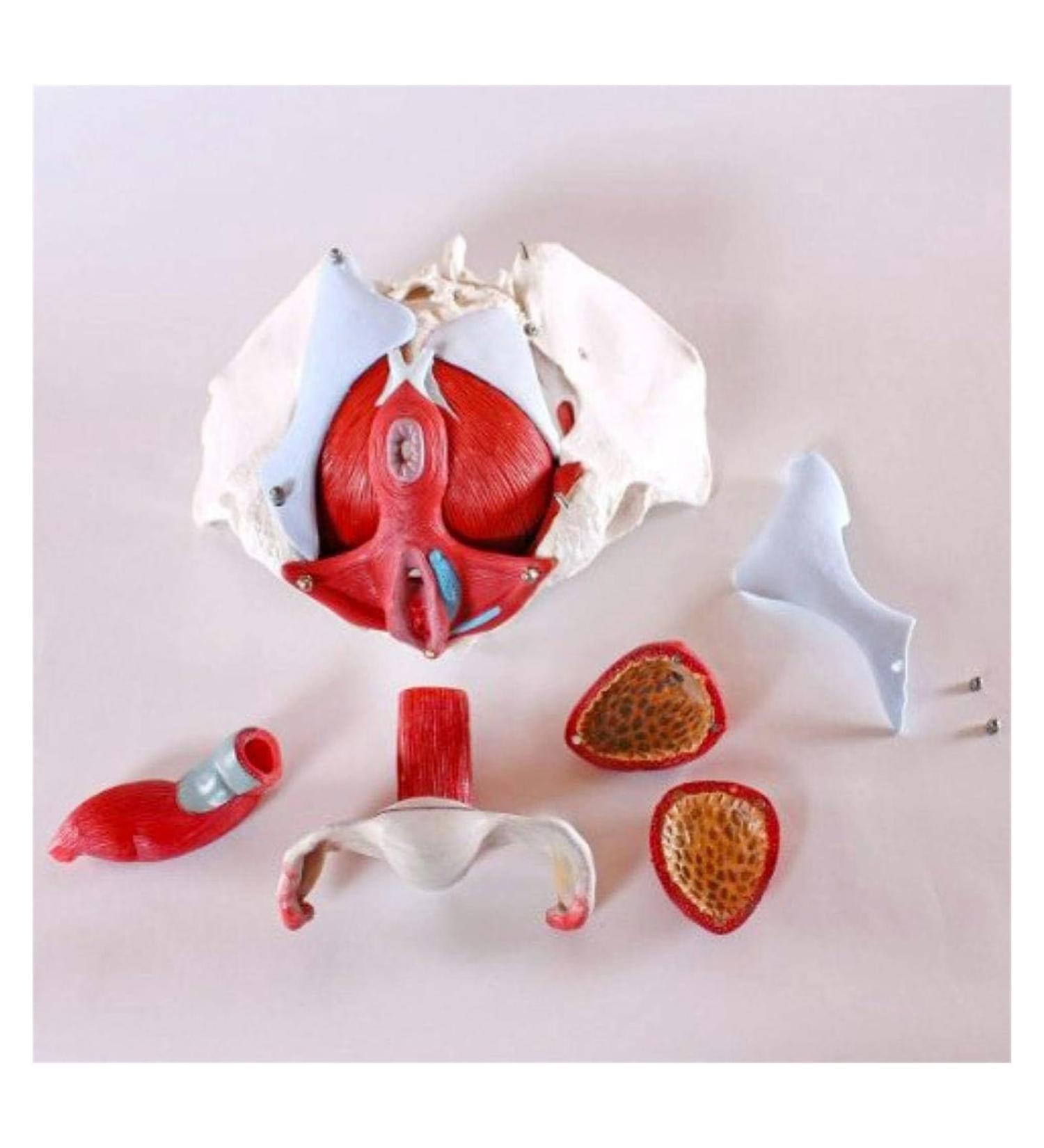 Female Pelvic Anatomy Model - Removable Lumbar Vertebrae & Pelvic Floor Muscles - Ideal for Gynecology Training - Buy Online on GoSupps.com