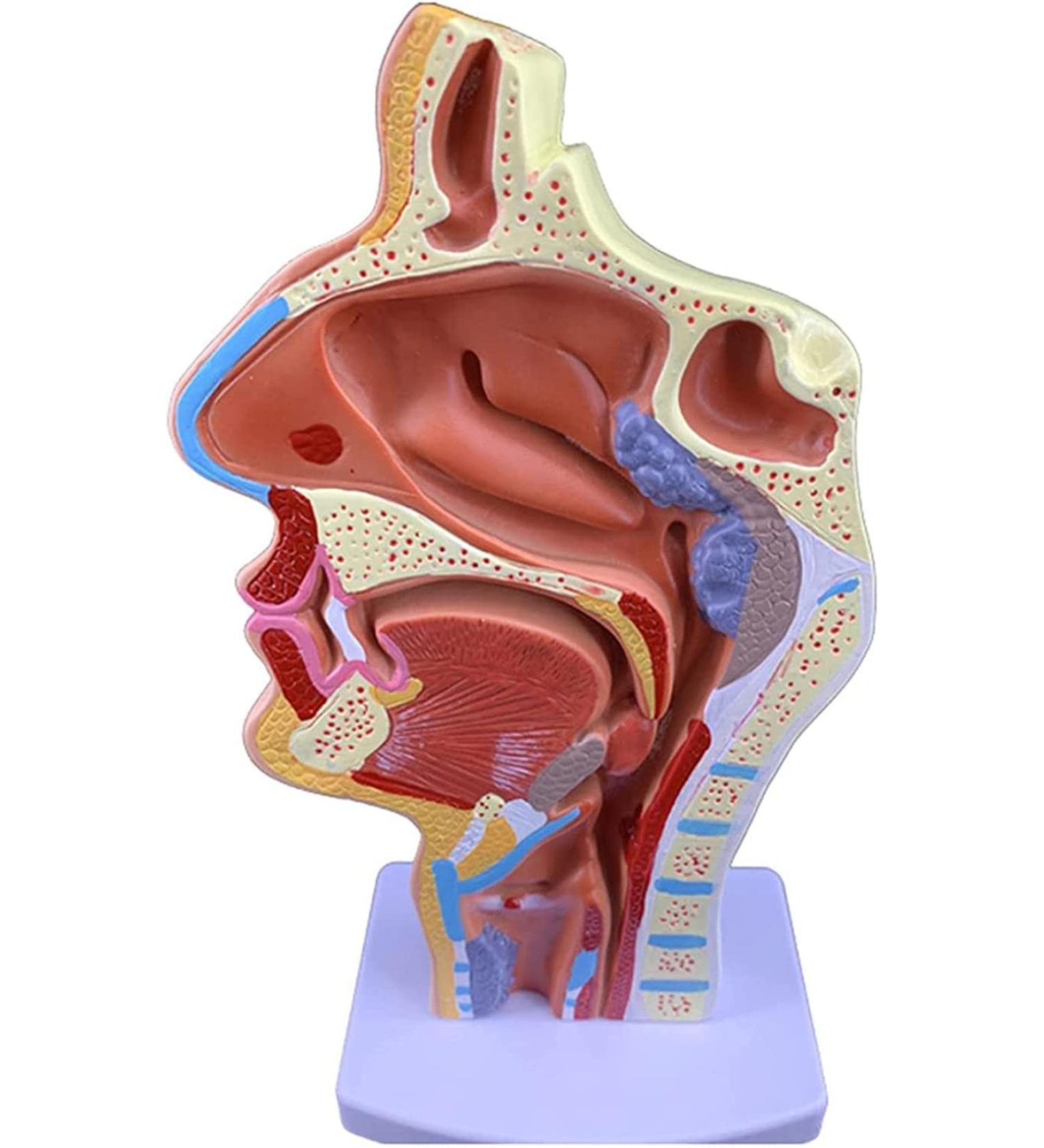 Mouth Nose Throat Pharynx Education Human Body ENT Model Study Model Pathology Nose Throat Model Enlarge The ical Model of Human Organs A+a - Buy Online on GoSupps.com