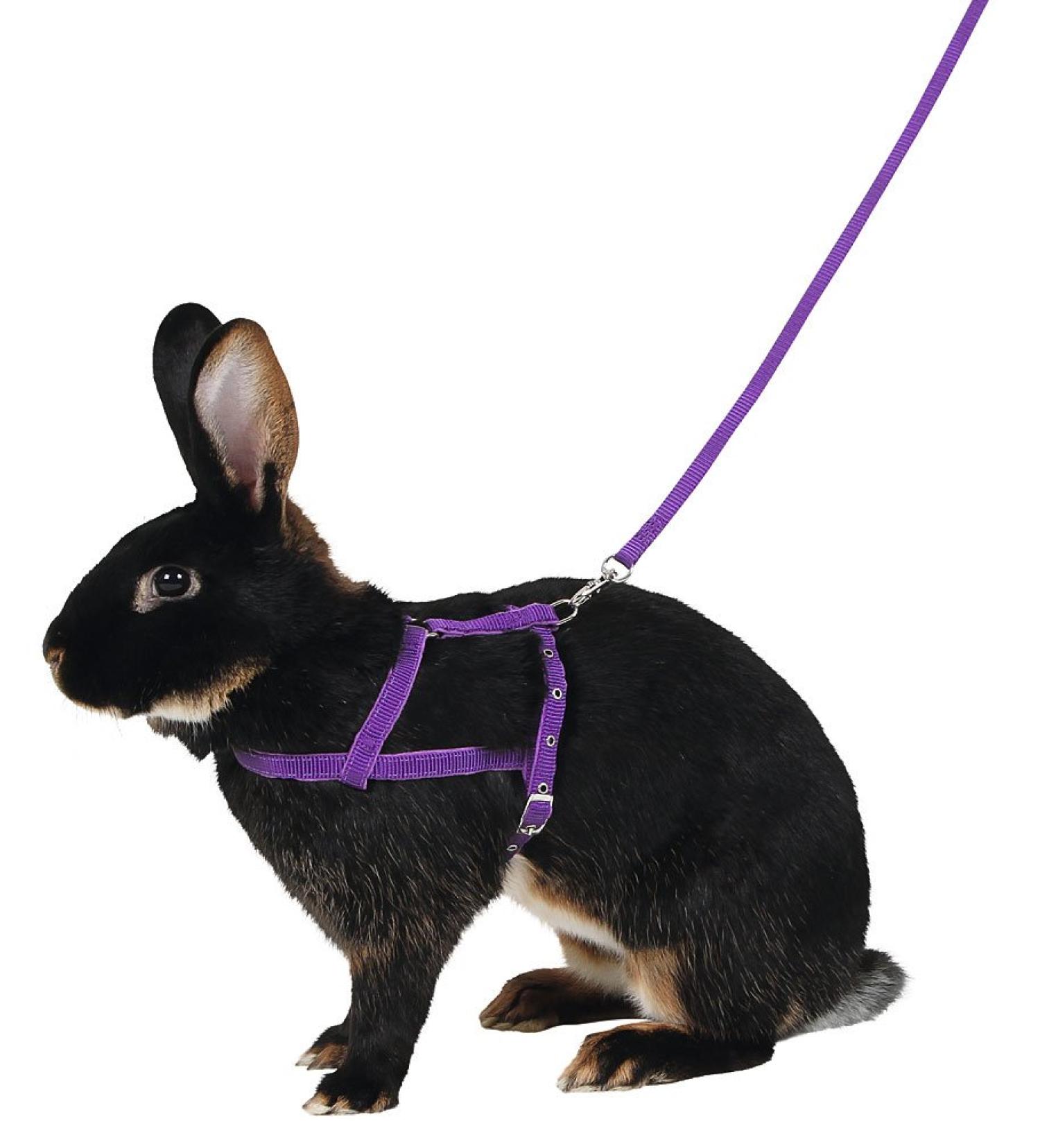 Kerbl 81760 Agility Shoulder Harness with 2m Leash - Purple M | International Shipping Available - Buy Online on GoSupps.com