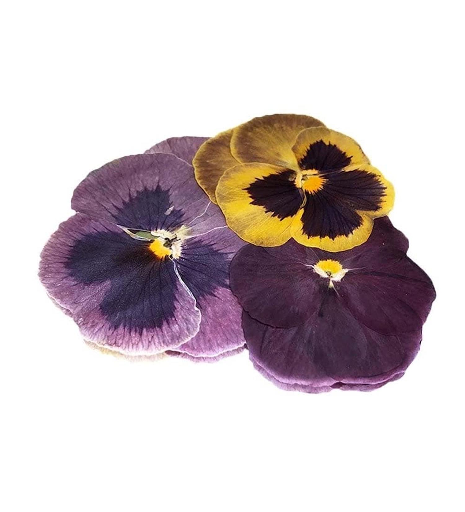 Pressed Pansy Edible Flowers